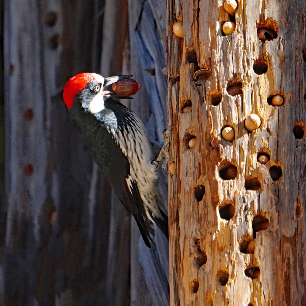Acorn Woodpecker