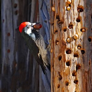 Acorn Woodpecker