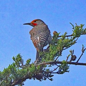 Northern Flicker