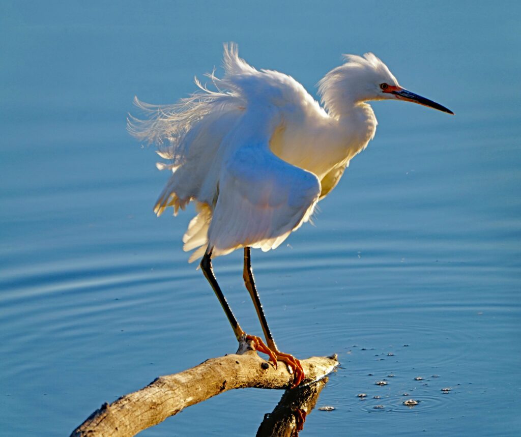 Snowy Egret