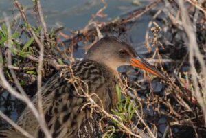 Ridgway’s Rail 
