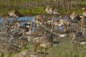 White-fronted Geese