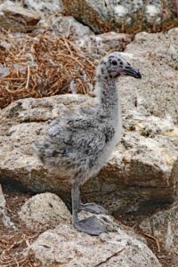  baby Western Gull 