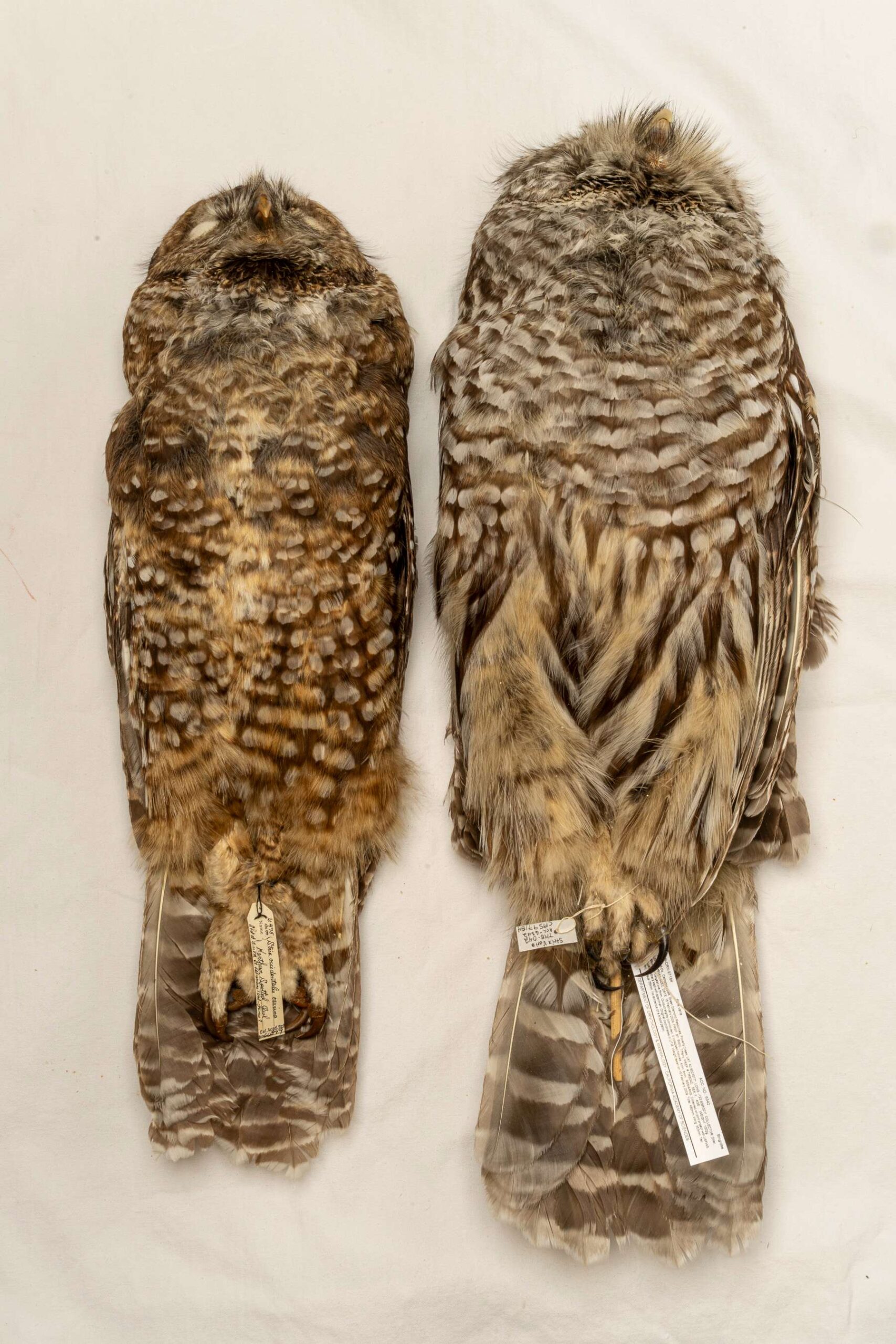 Spotted Owl vs Barred Owl