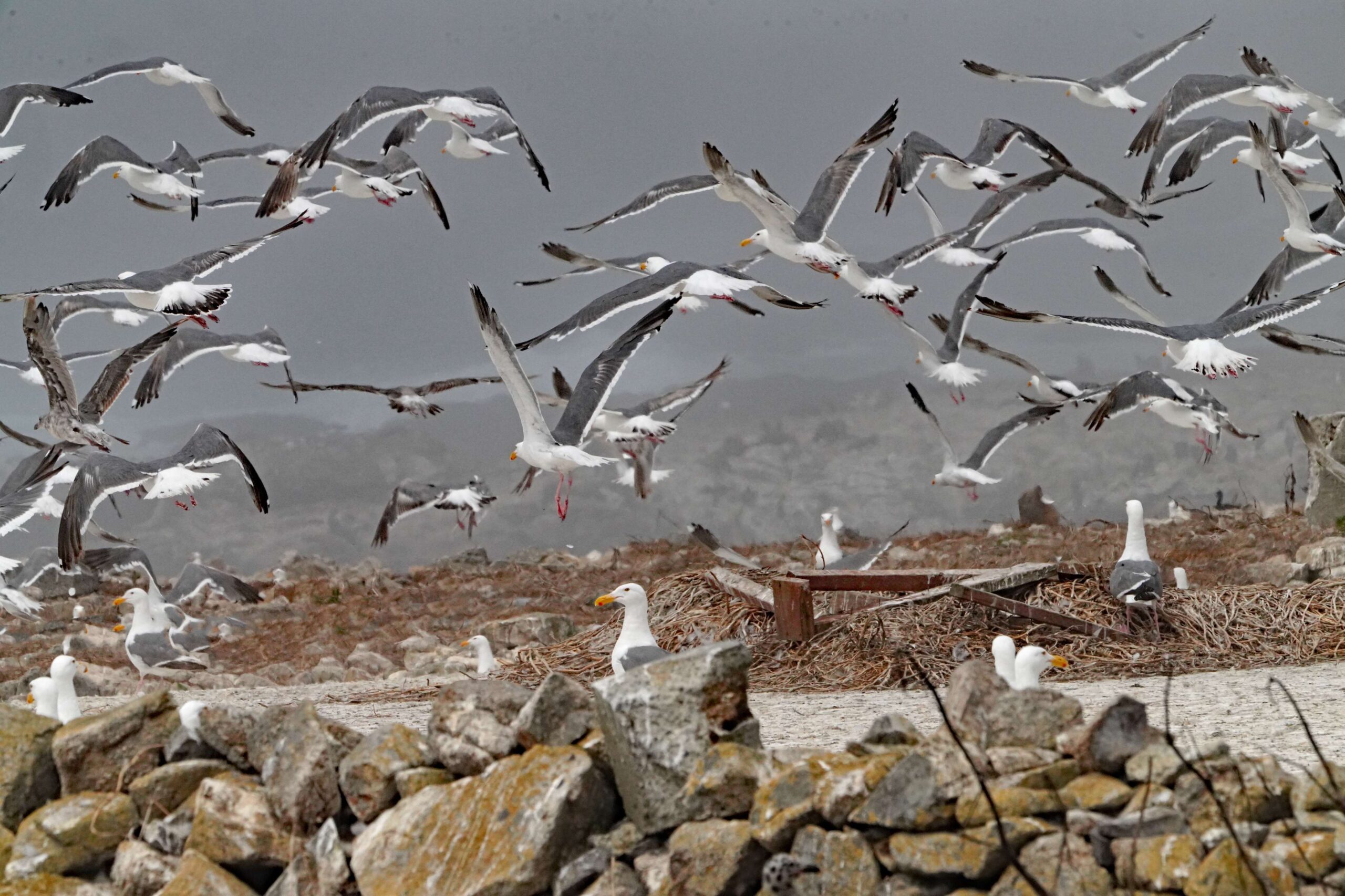 Farallones Western Gulls