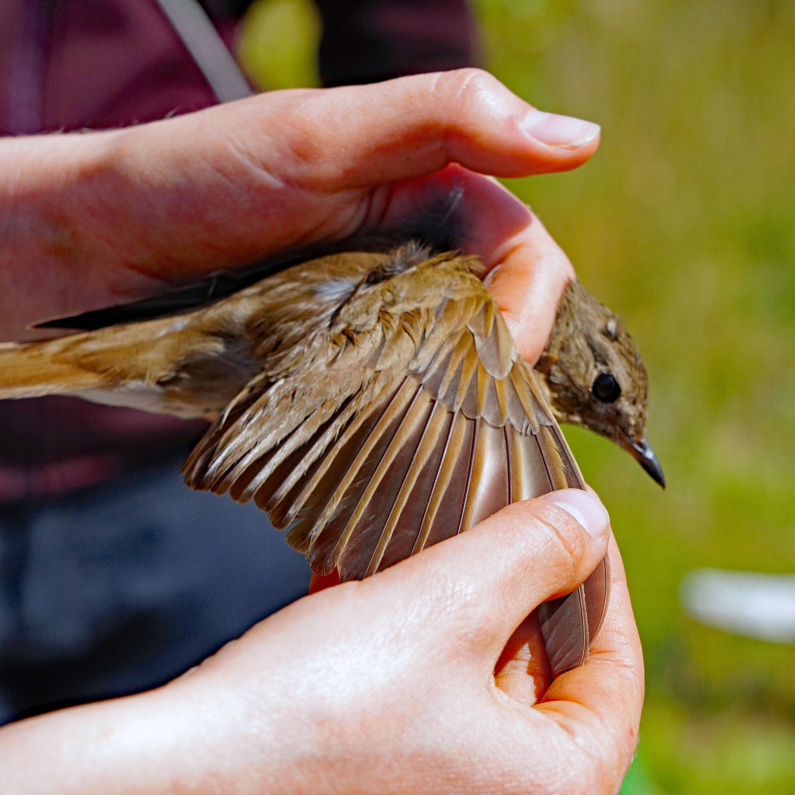 Hermit Thrush