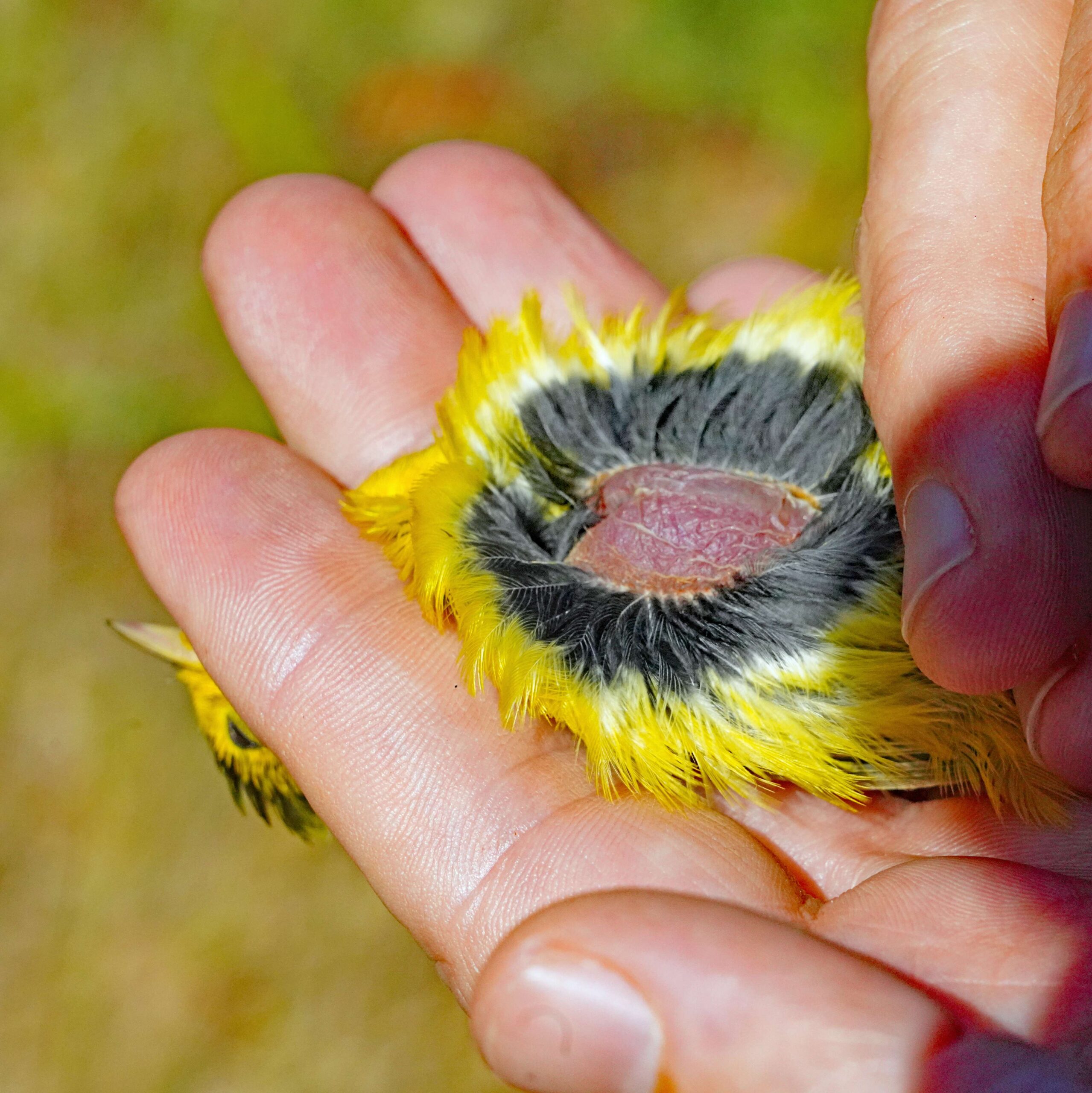 Wilson's Warbler Brooding Patch
