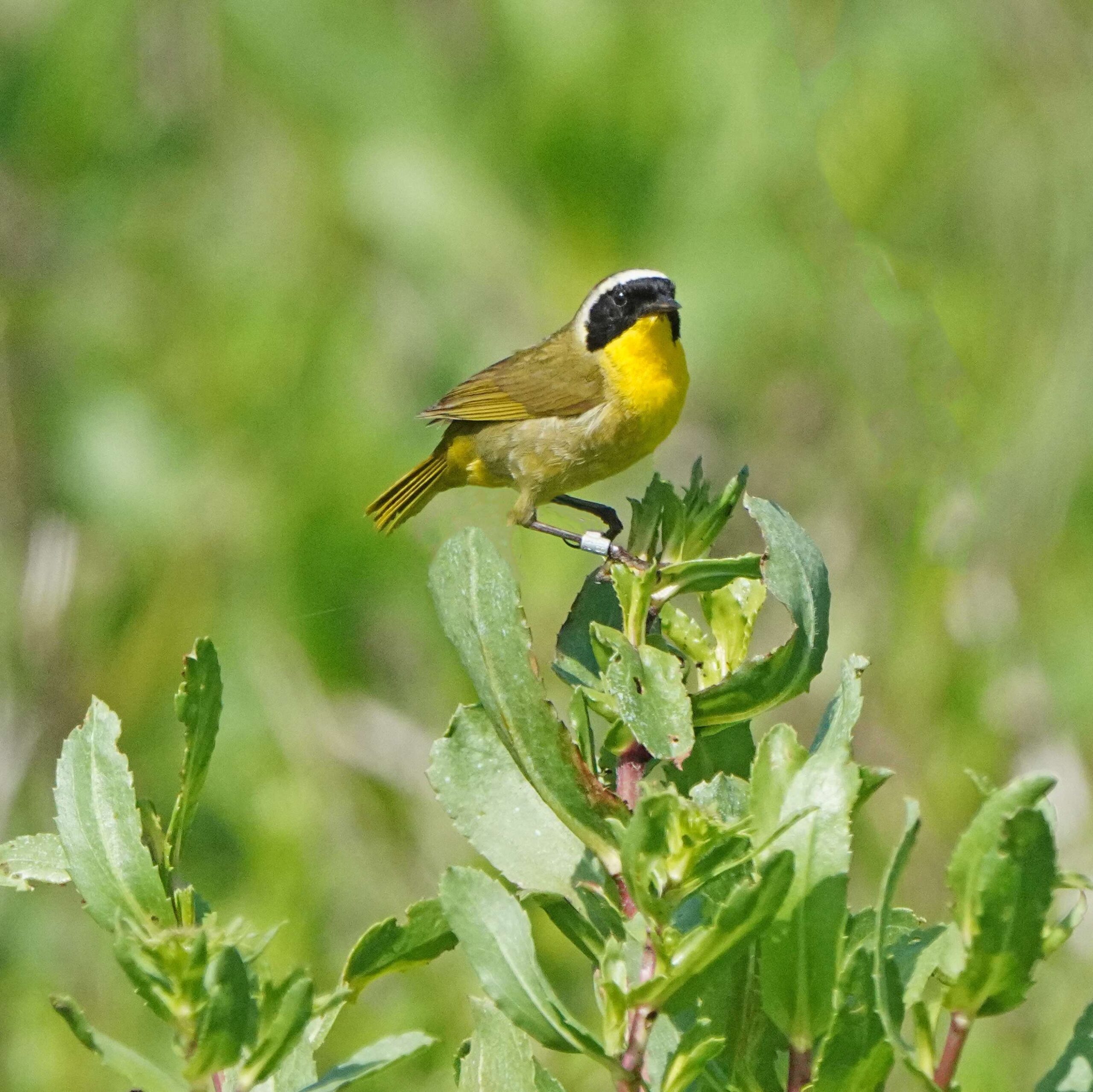 Common Yellowthroat with Band