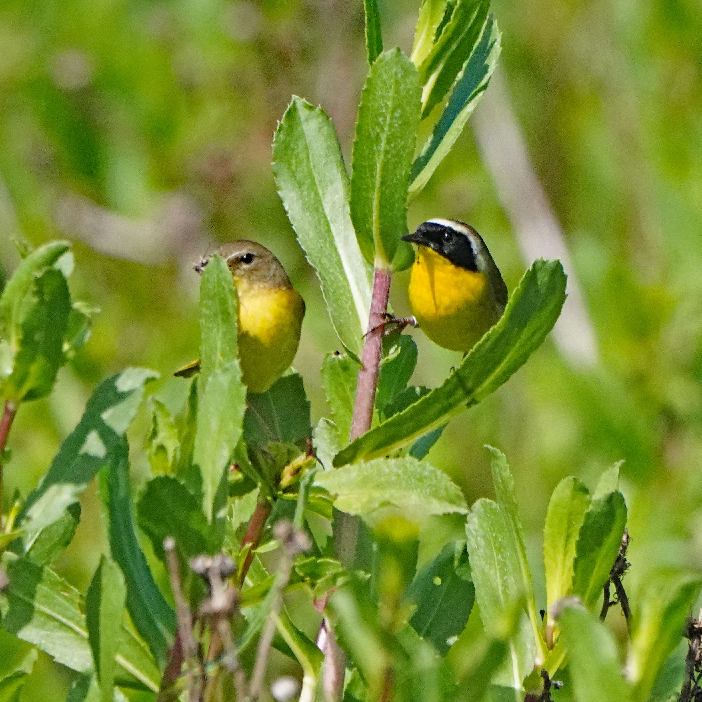 Common Yellowthroat with Band