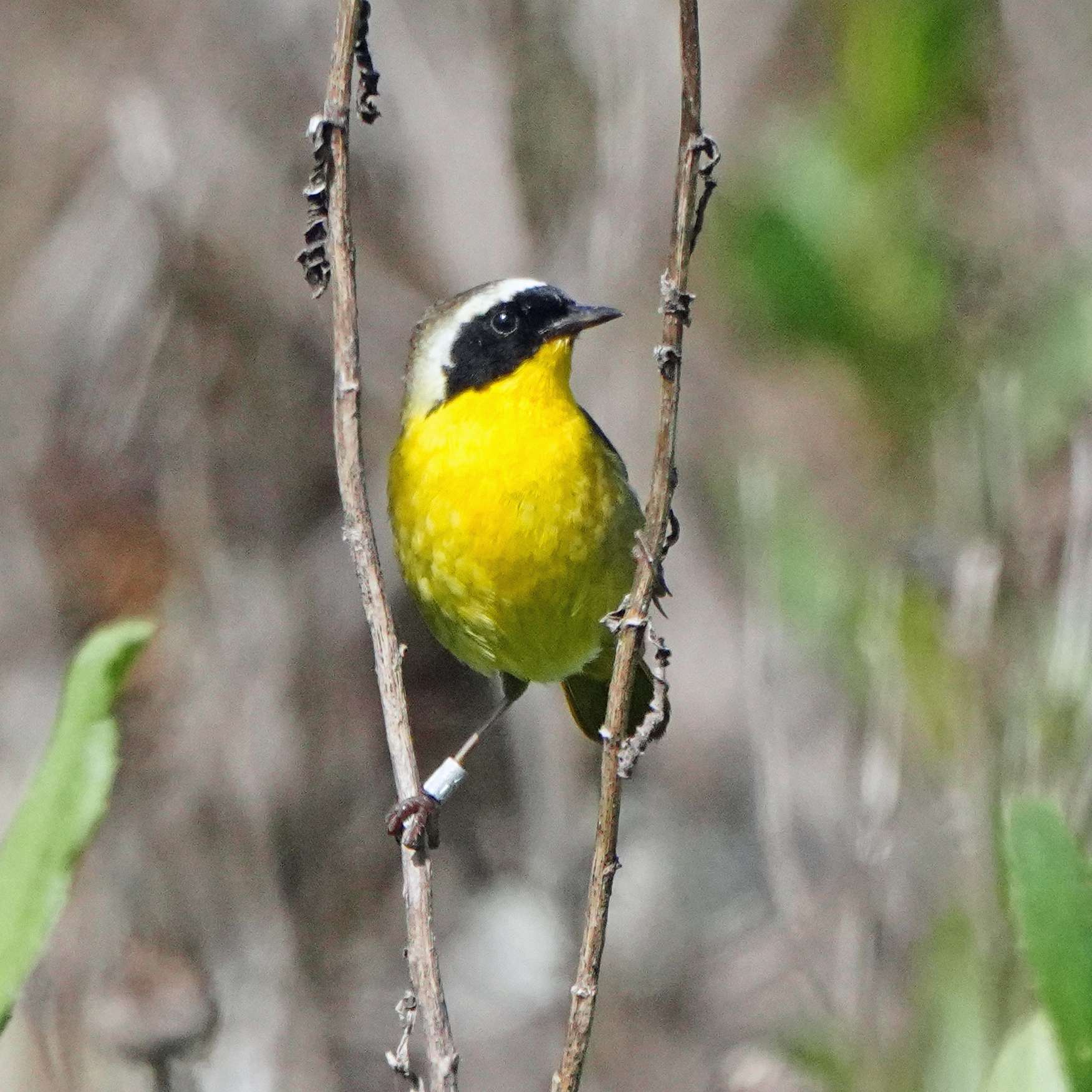 Common Yellowthroat with Band
