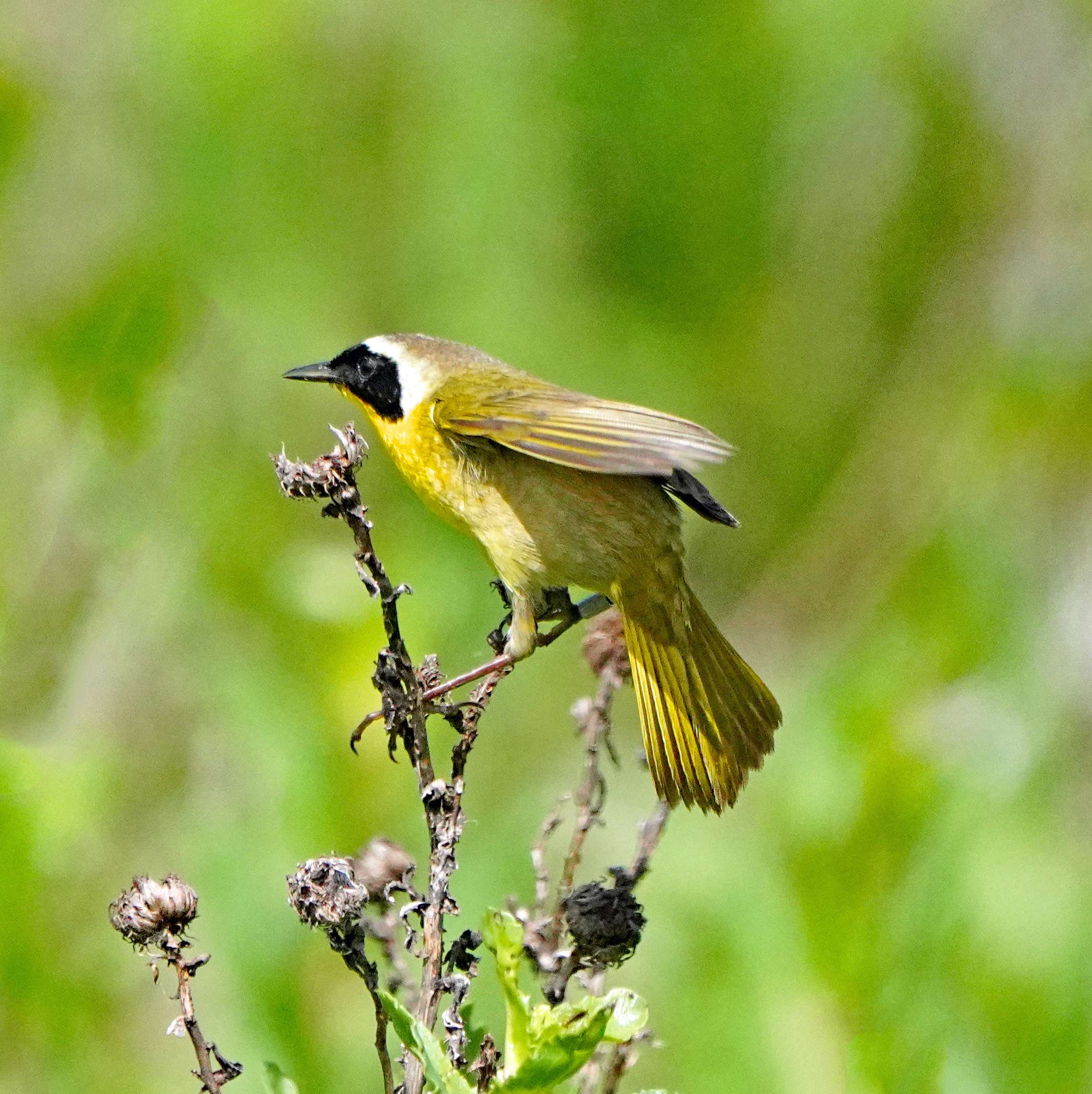 Common Yellowthroat with Band