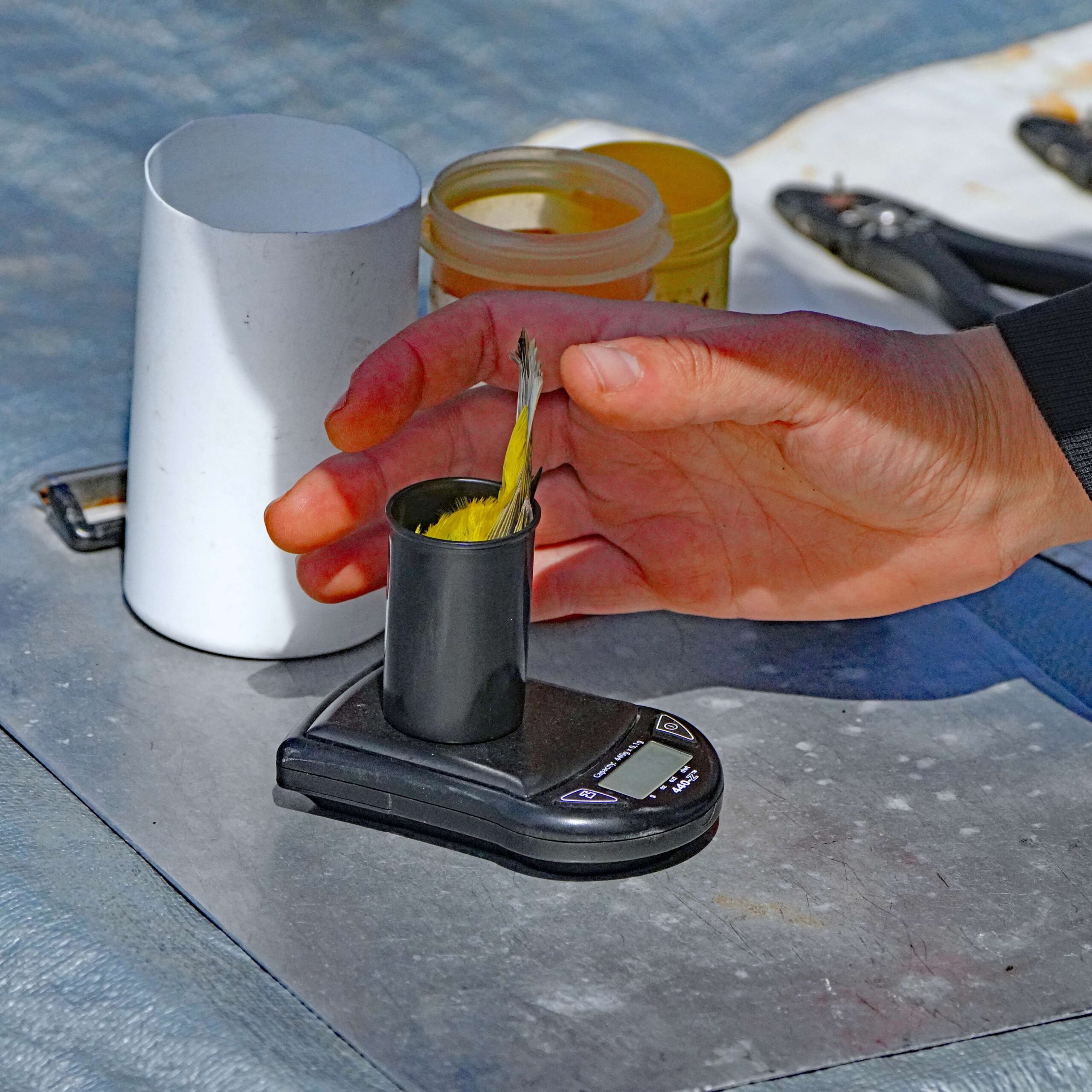 Wilson's Warbler - weighing