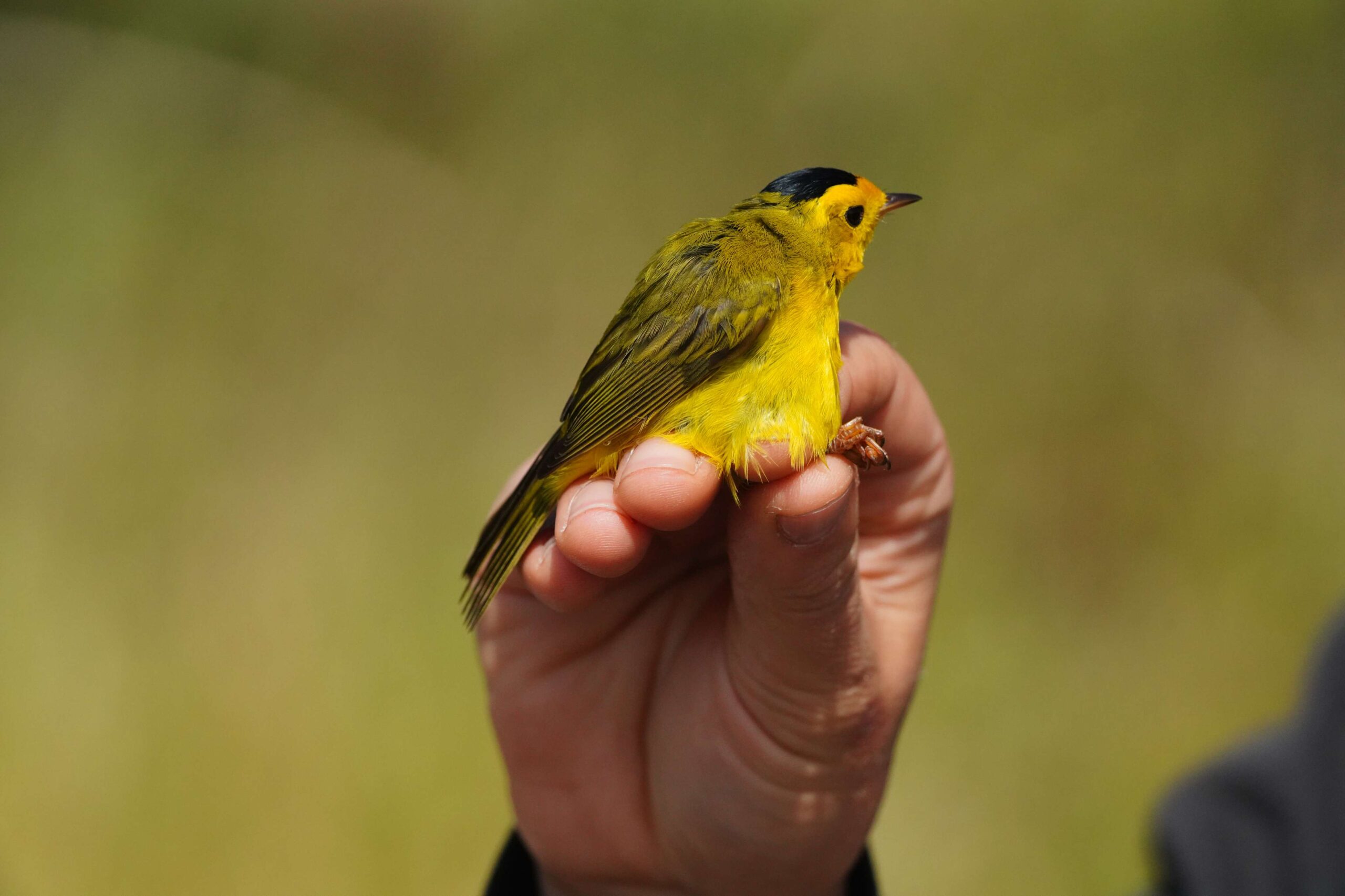 Wilson's Warbler