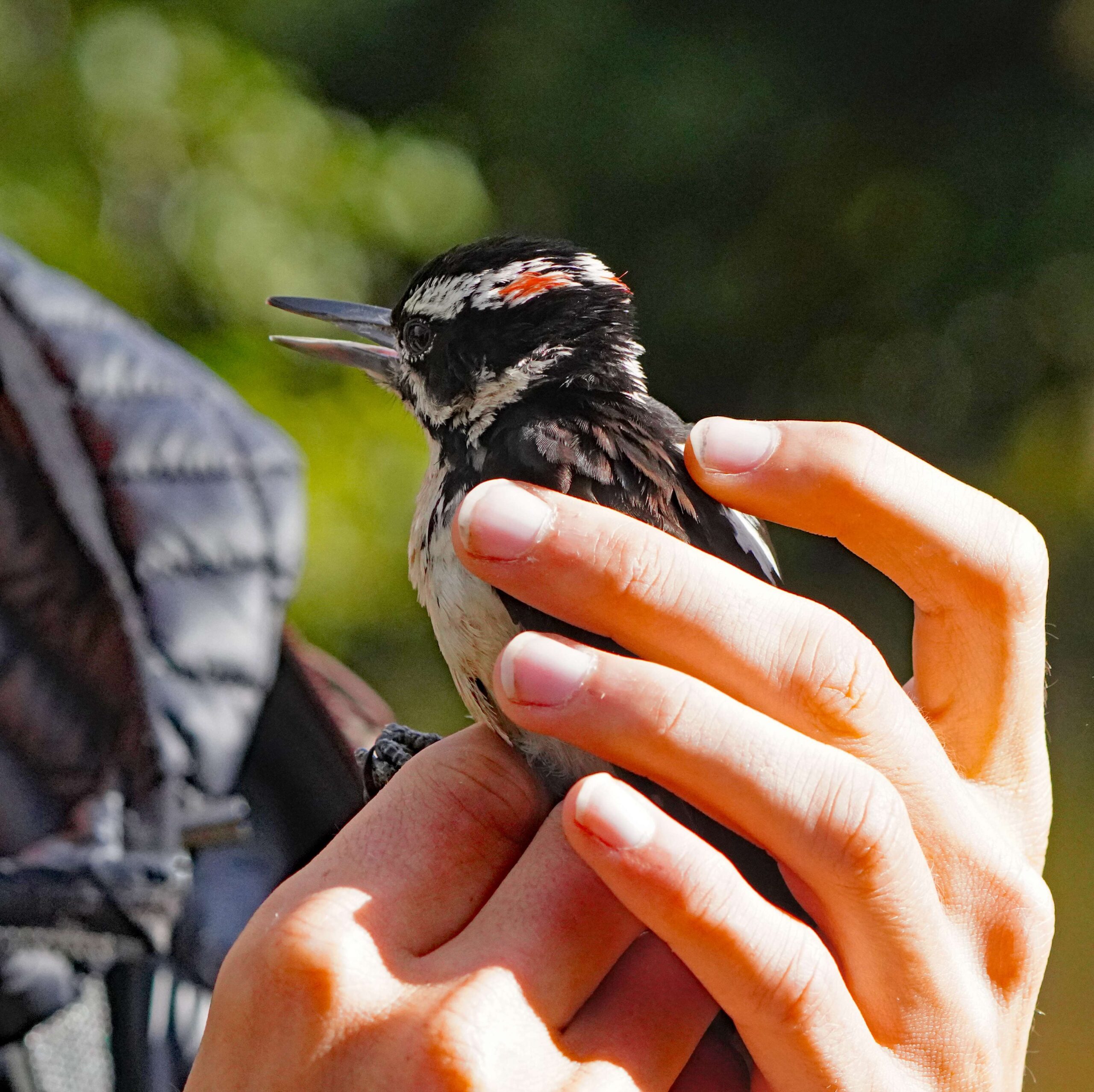 Hairy Woodpecker