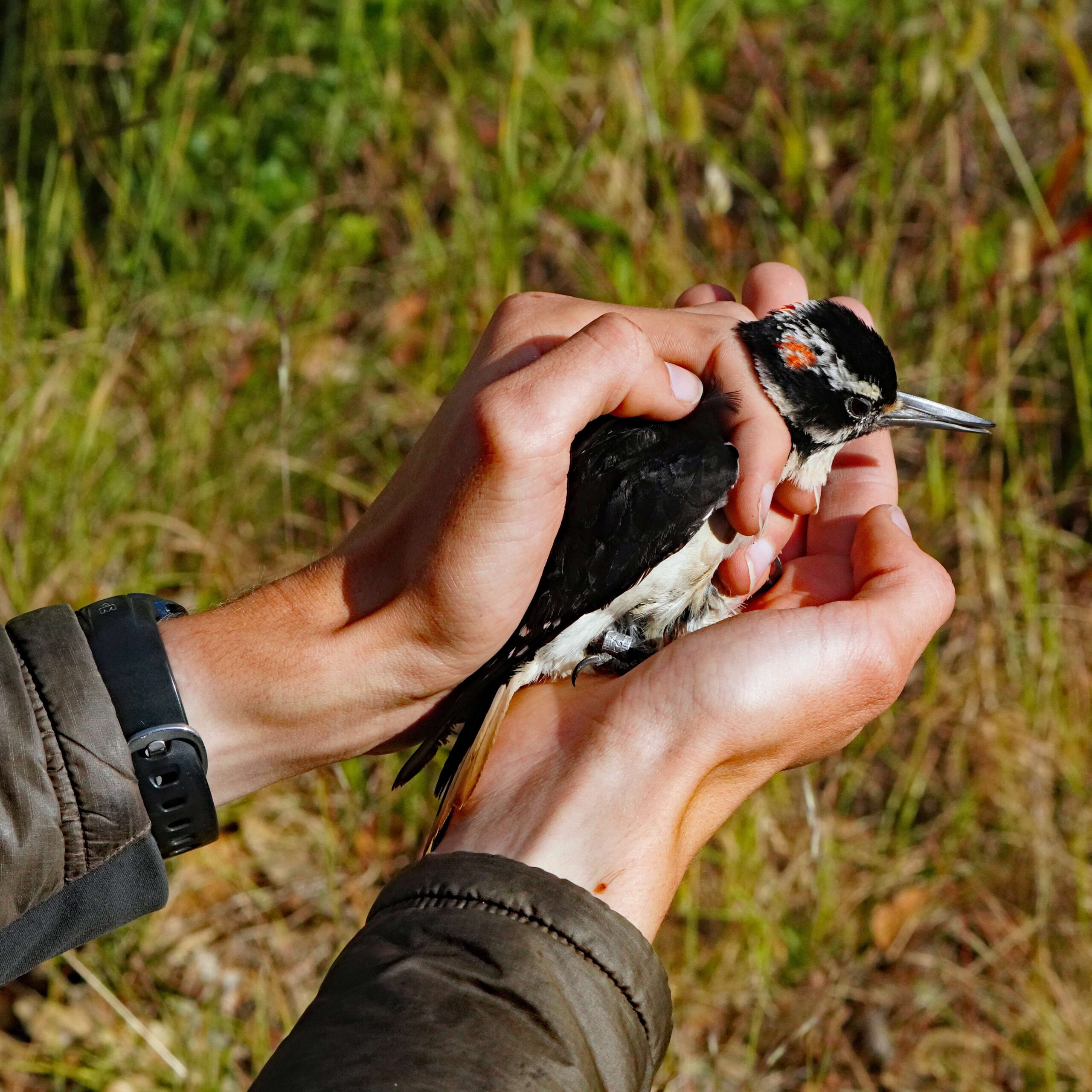 Hairy Woodpecker