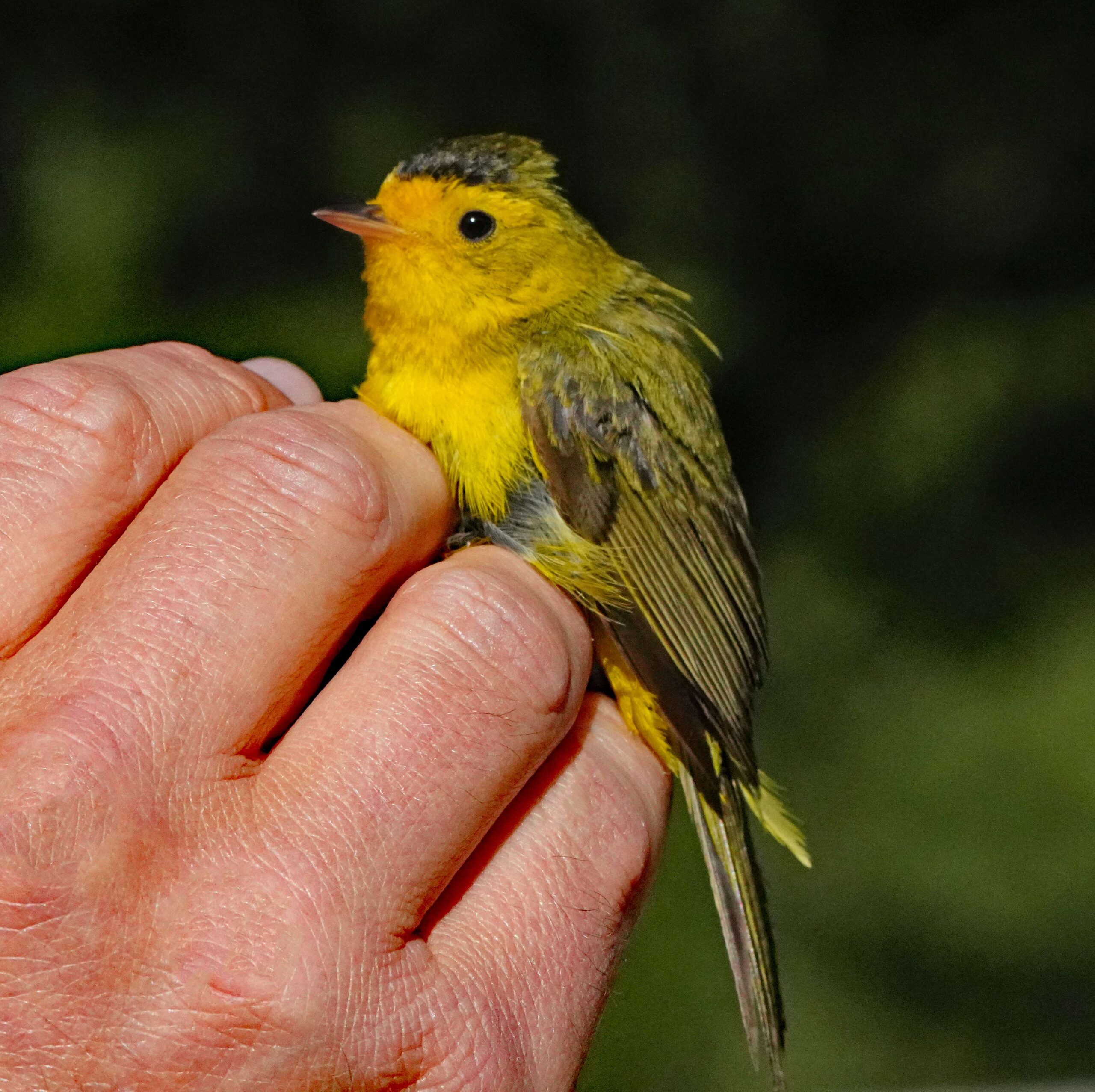 Wilson's Warbler