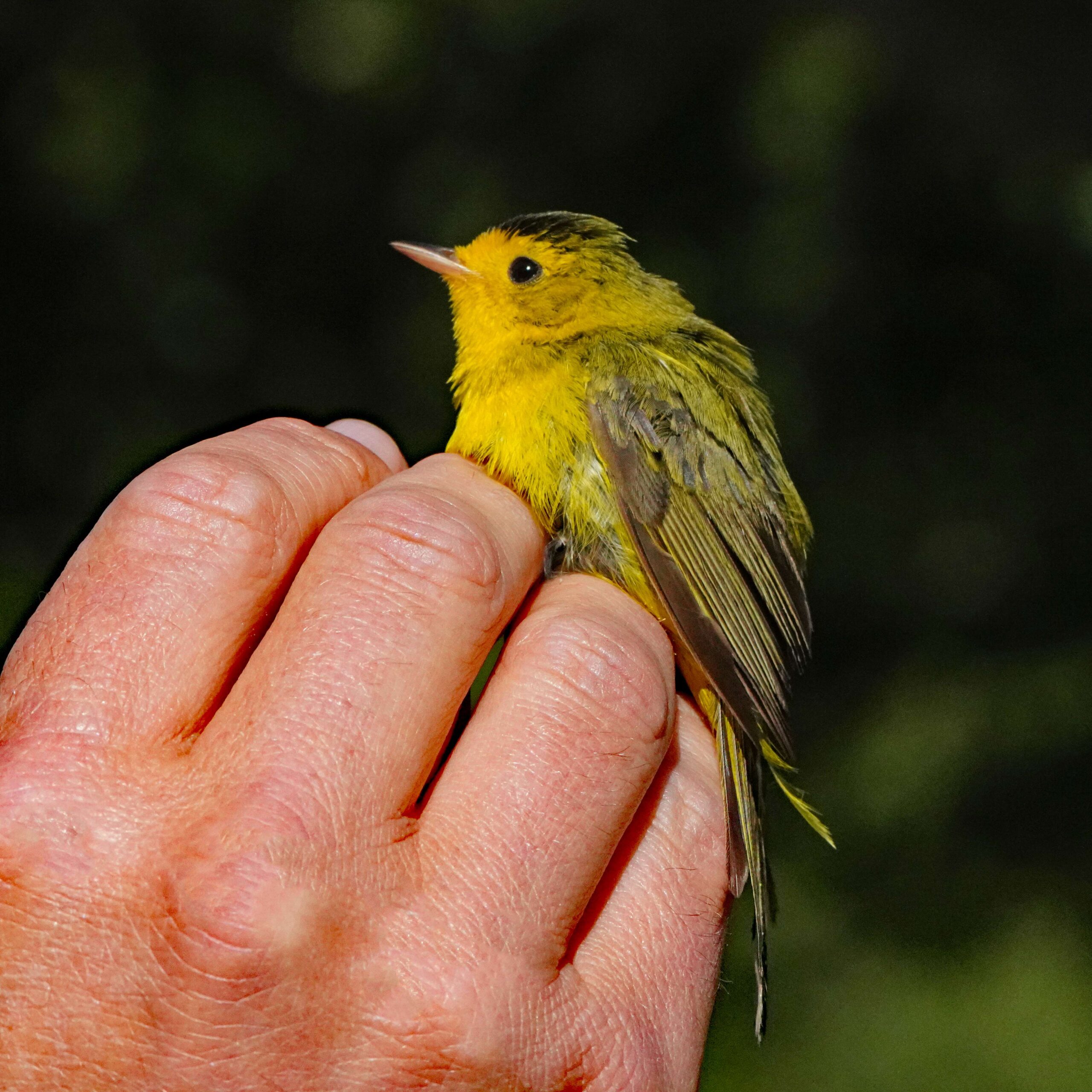Wilson's Warbler
