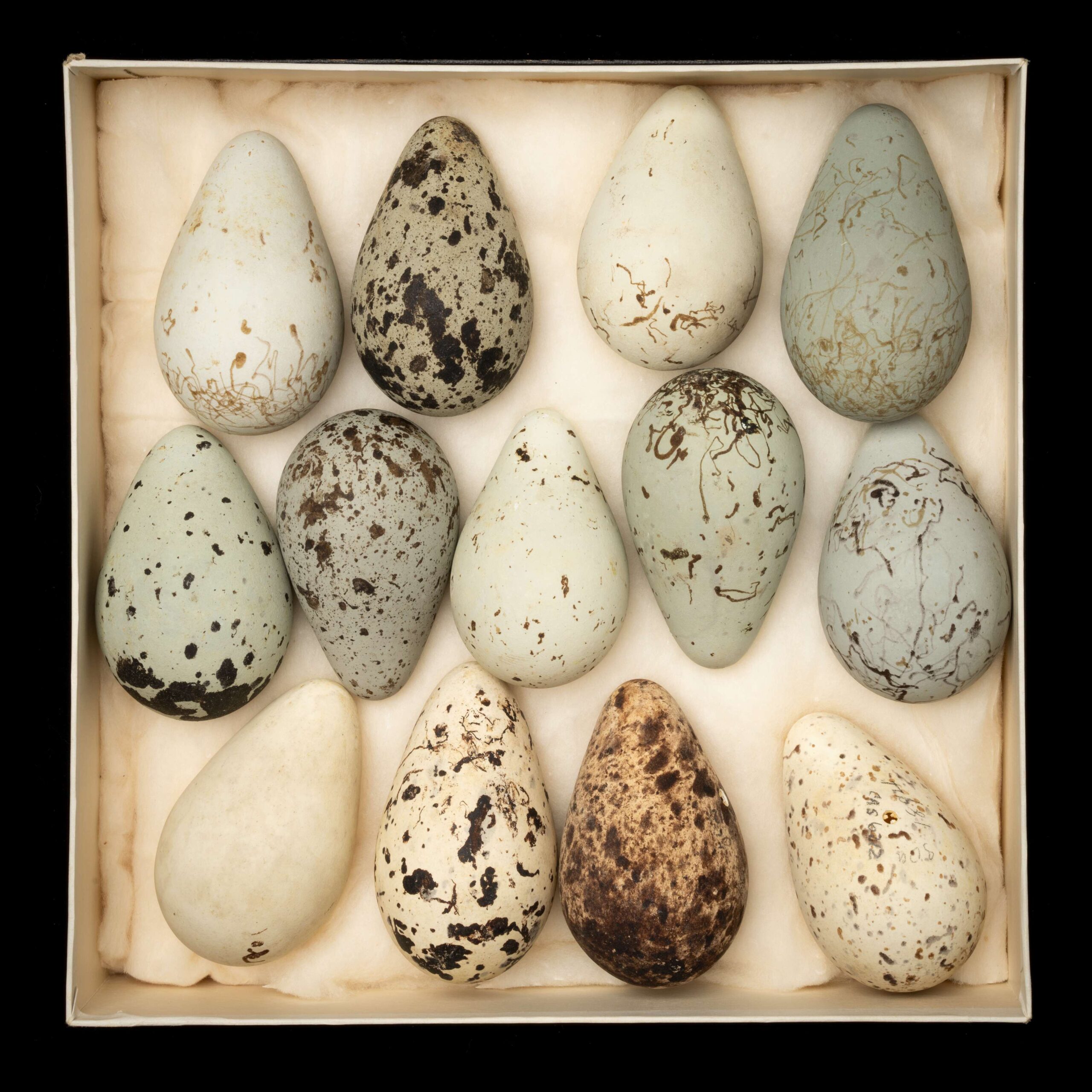 Common Murre Eggs in Characteristic Conical Shape