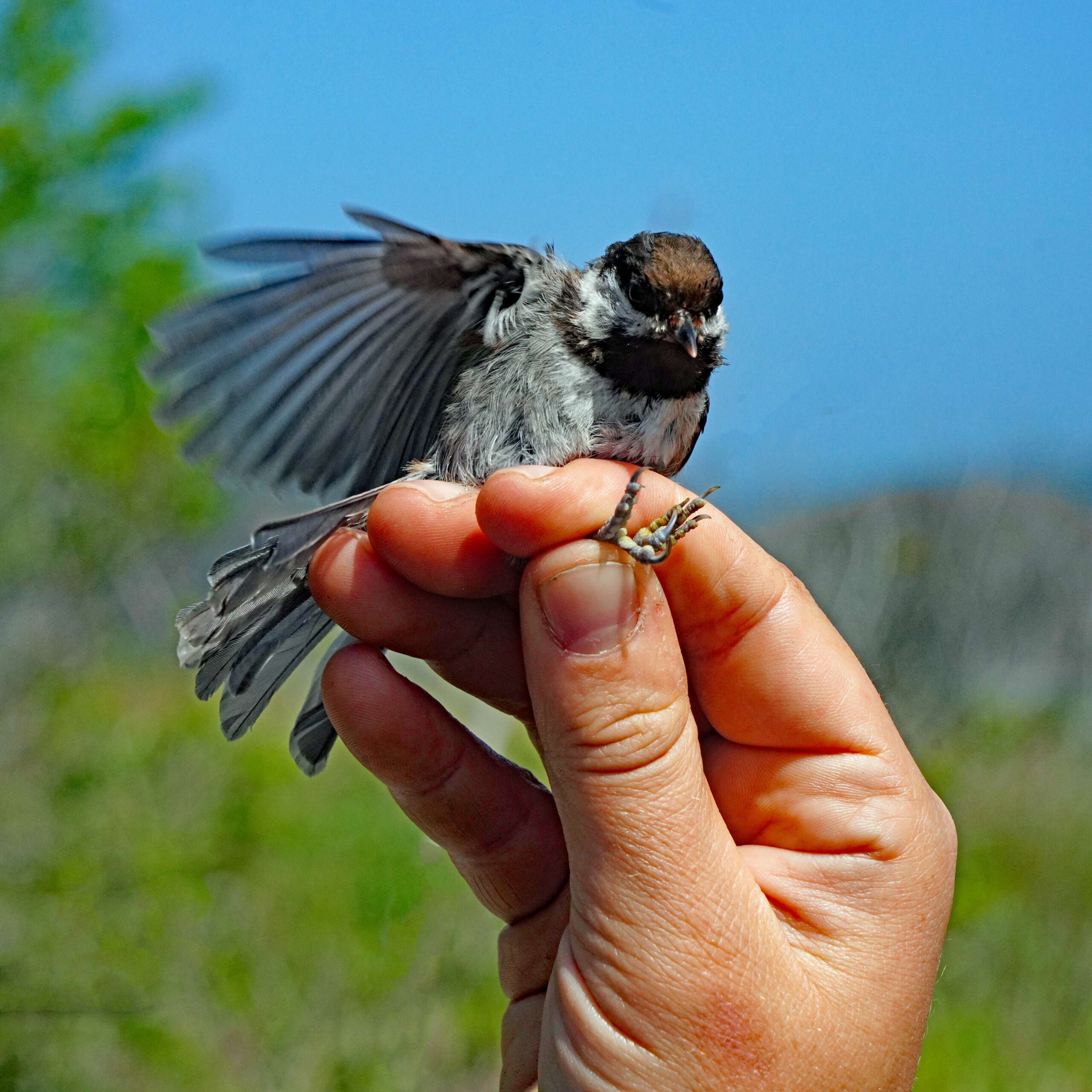 Chestnut-backed Chickadee