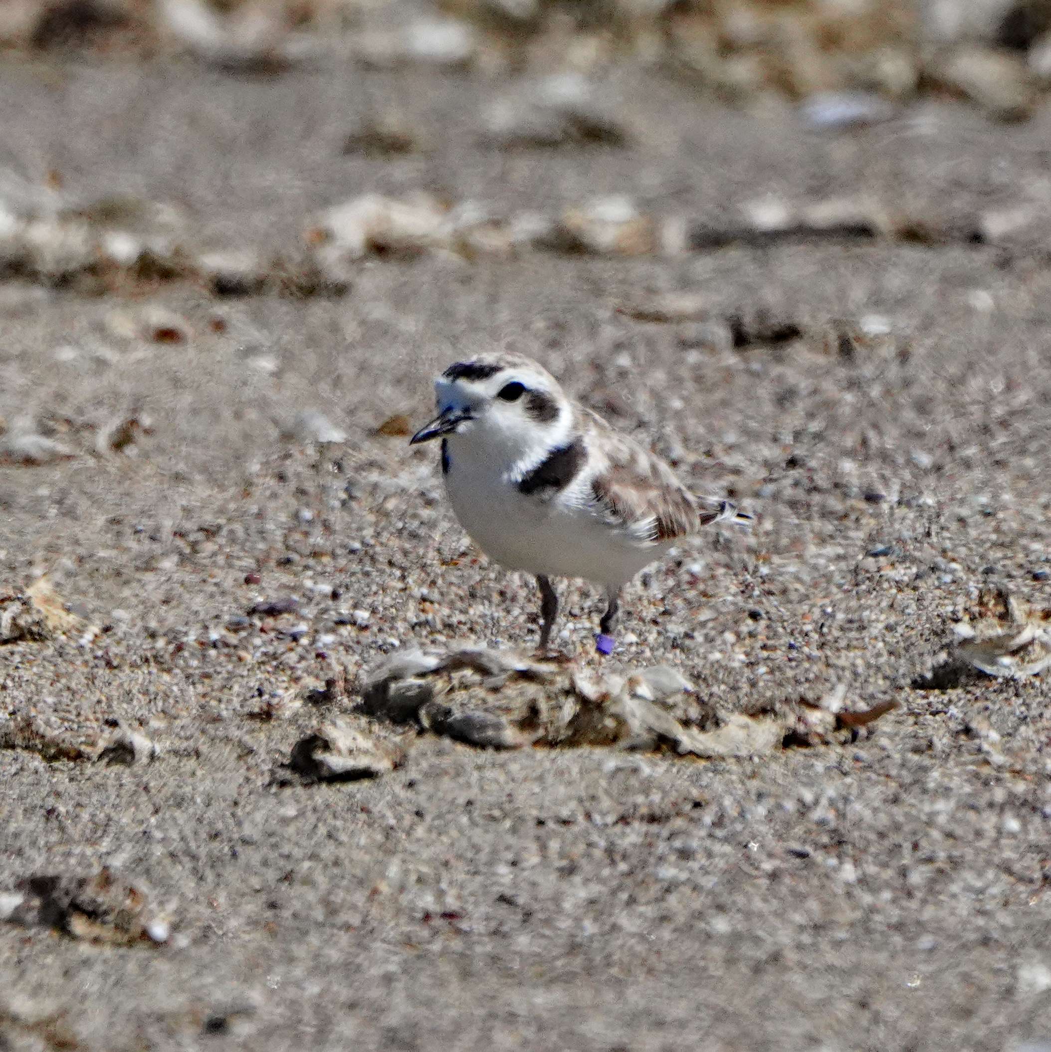 Snowy Plover
