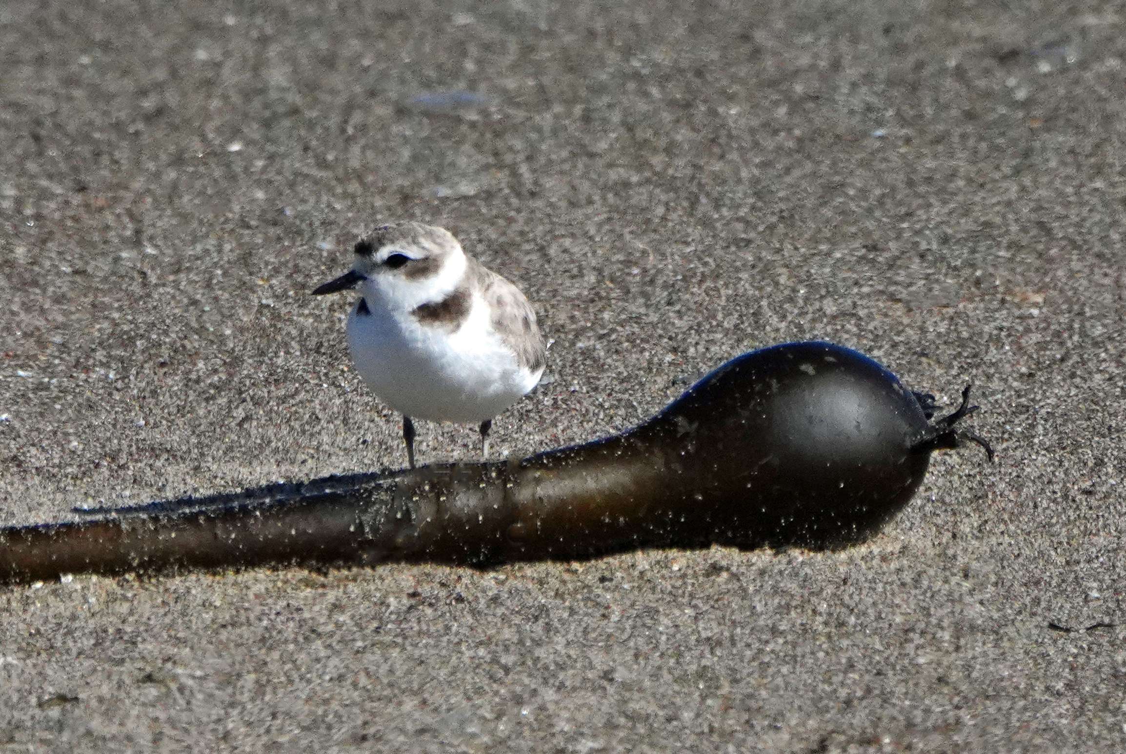Snowy Plover