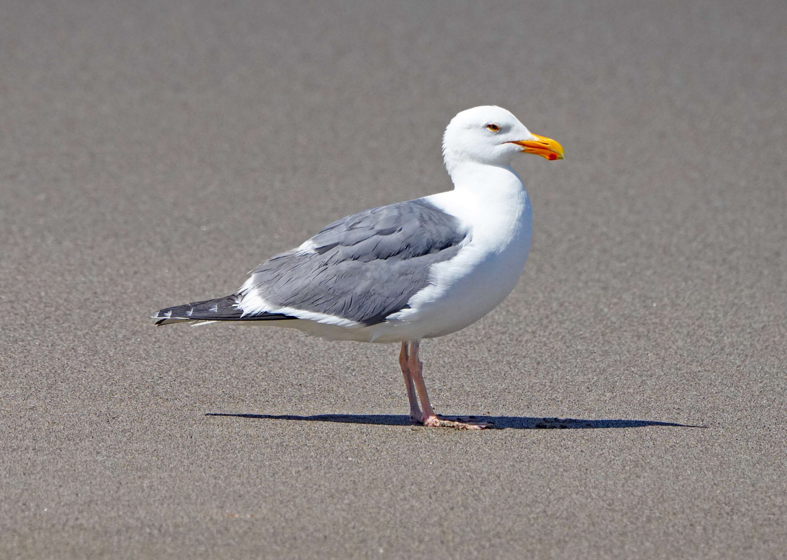 Western Gull - Plover Eggs Predator