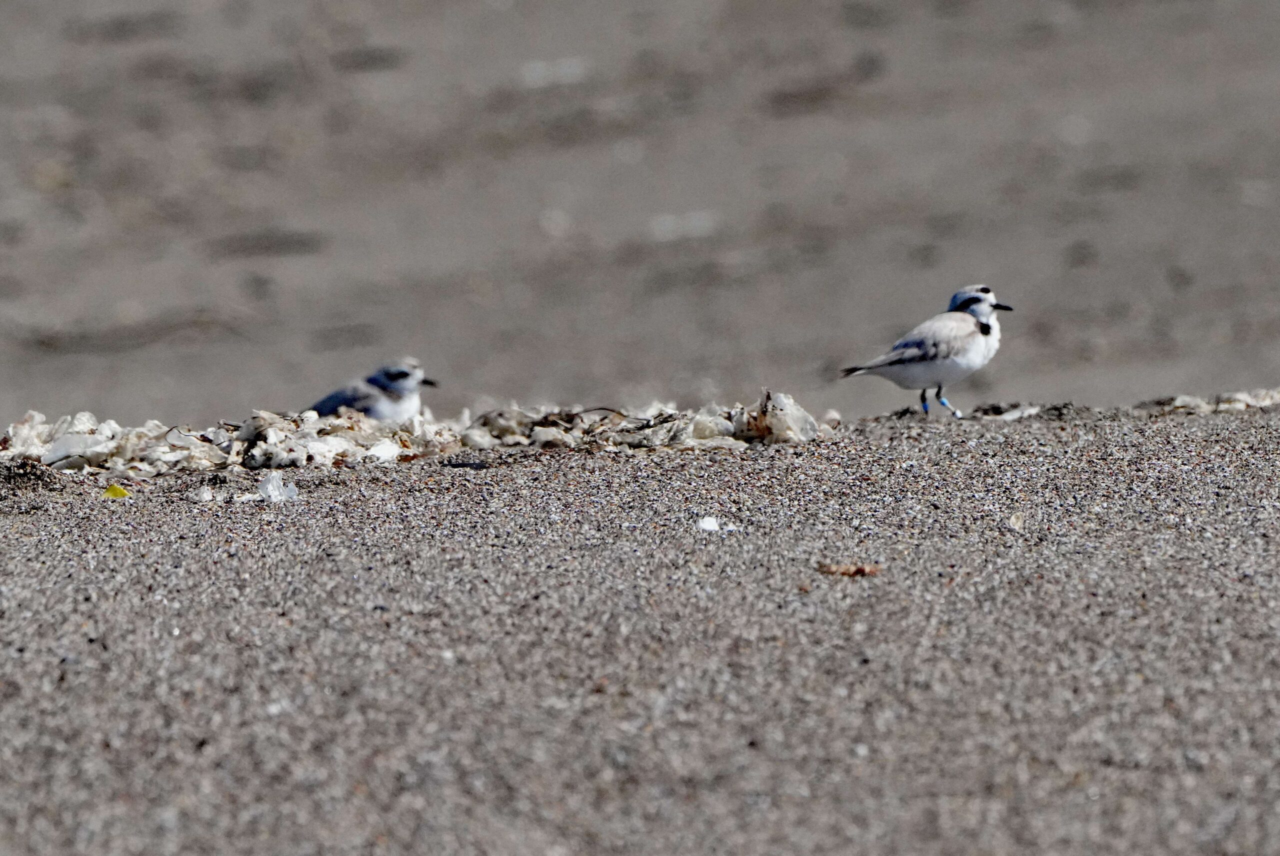 Snowy Plover