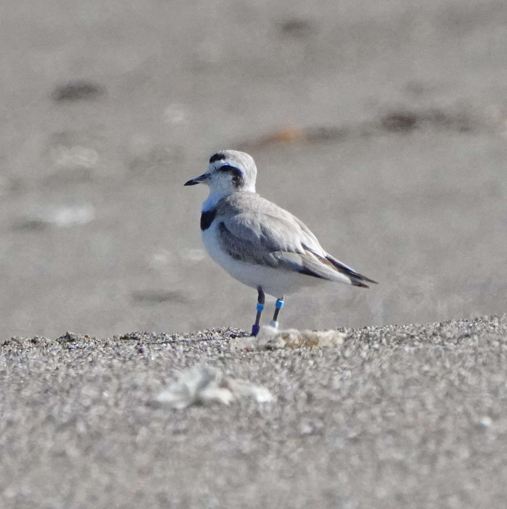 Snowy Plover