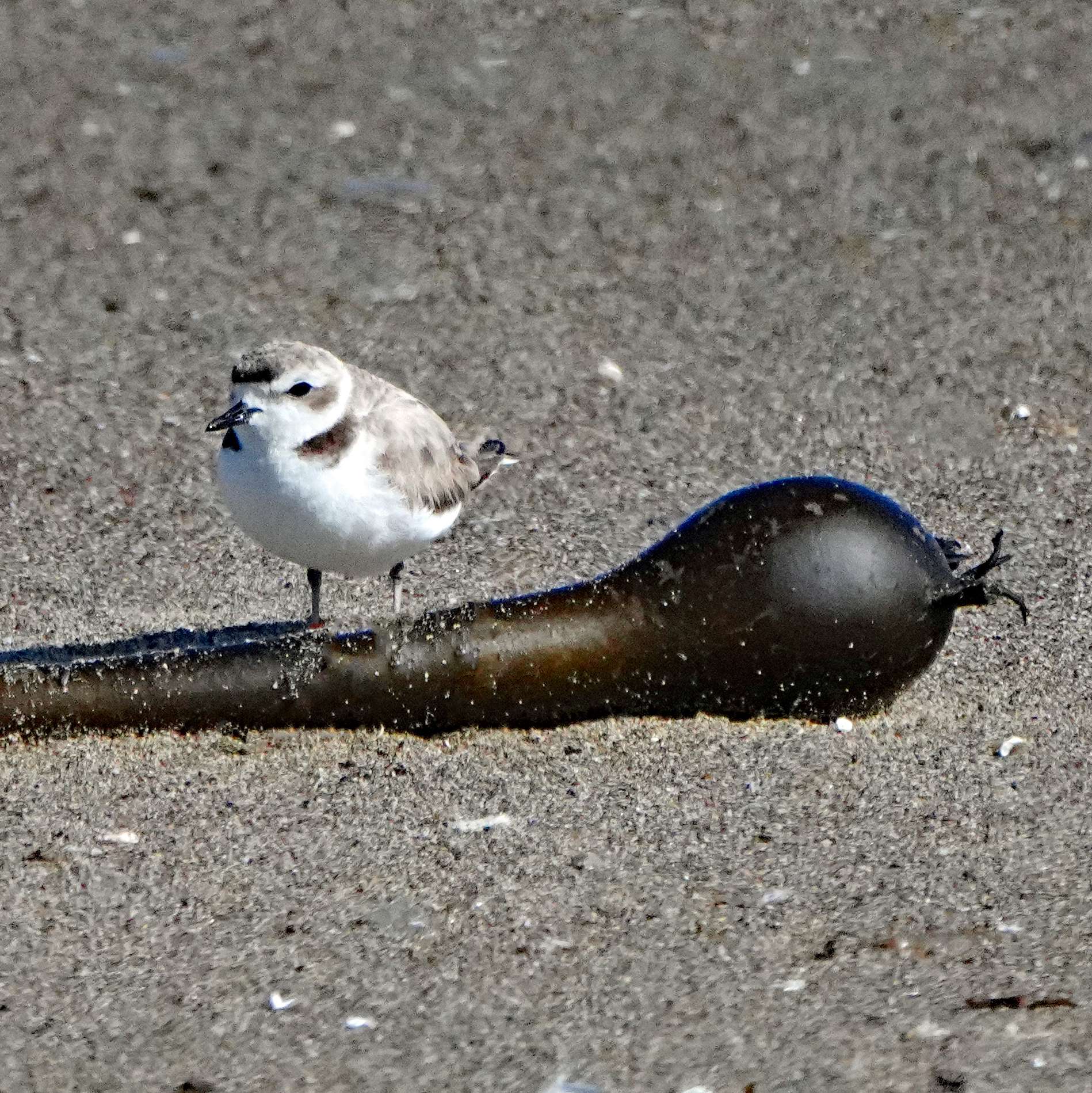 Snowy Plover