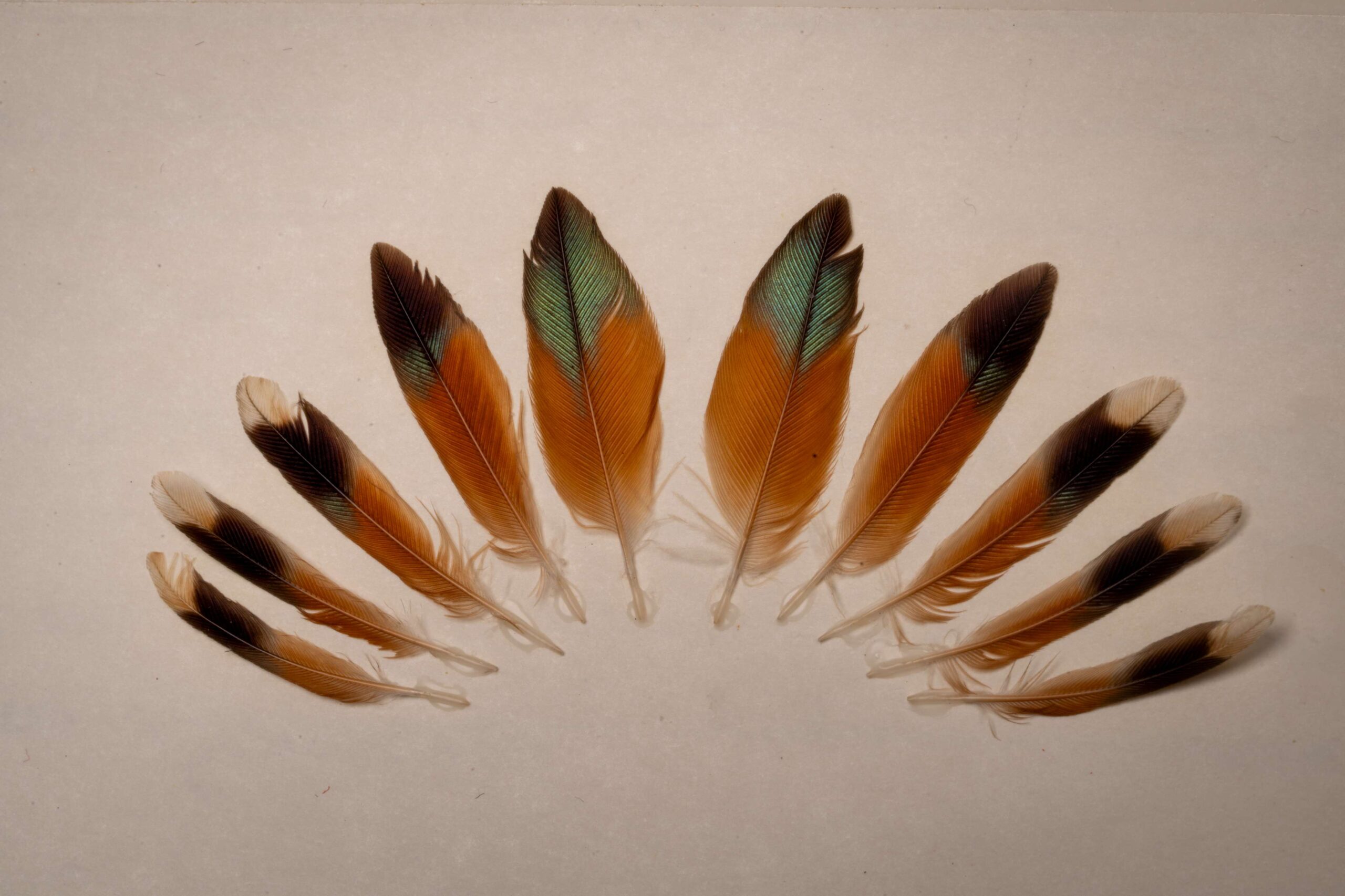 Hummingbird Tailfeathers