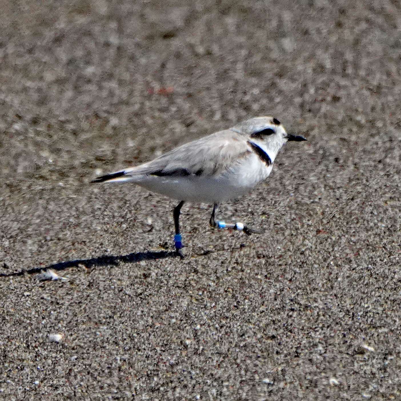 Snowy Plover