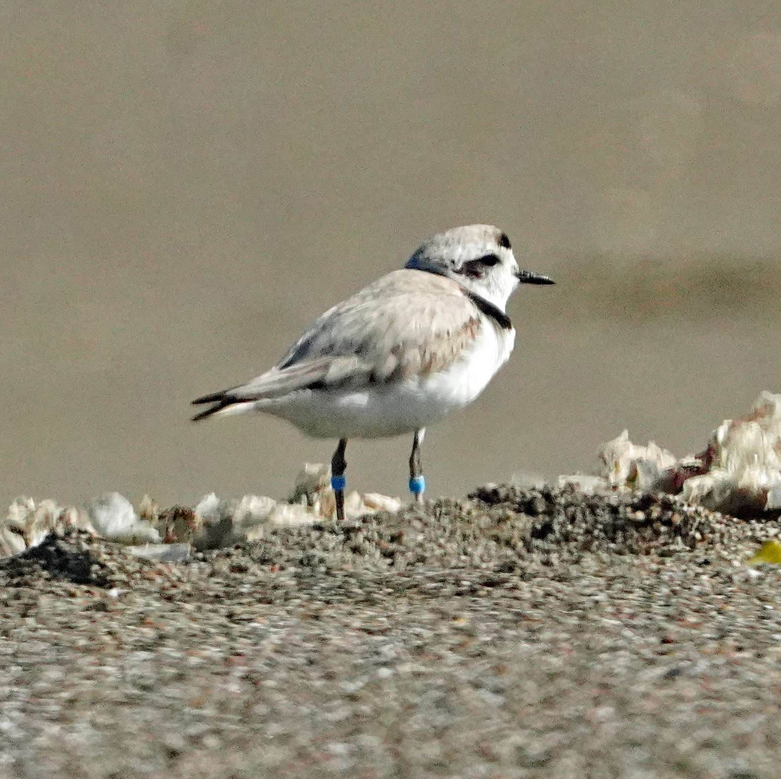 Snowy Plover