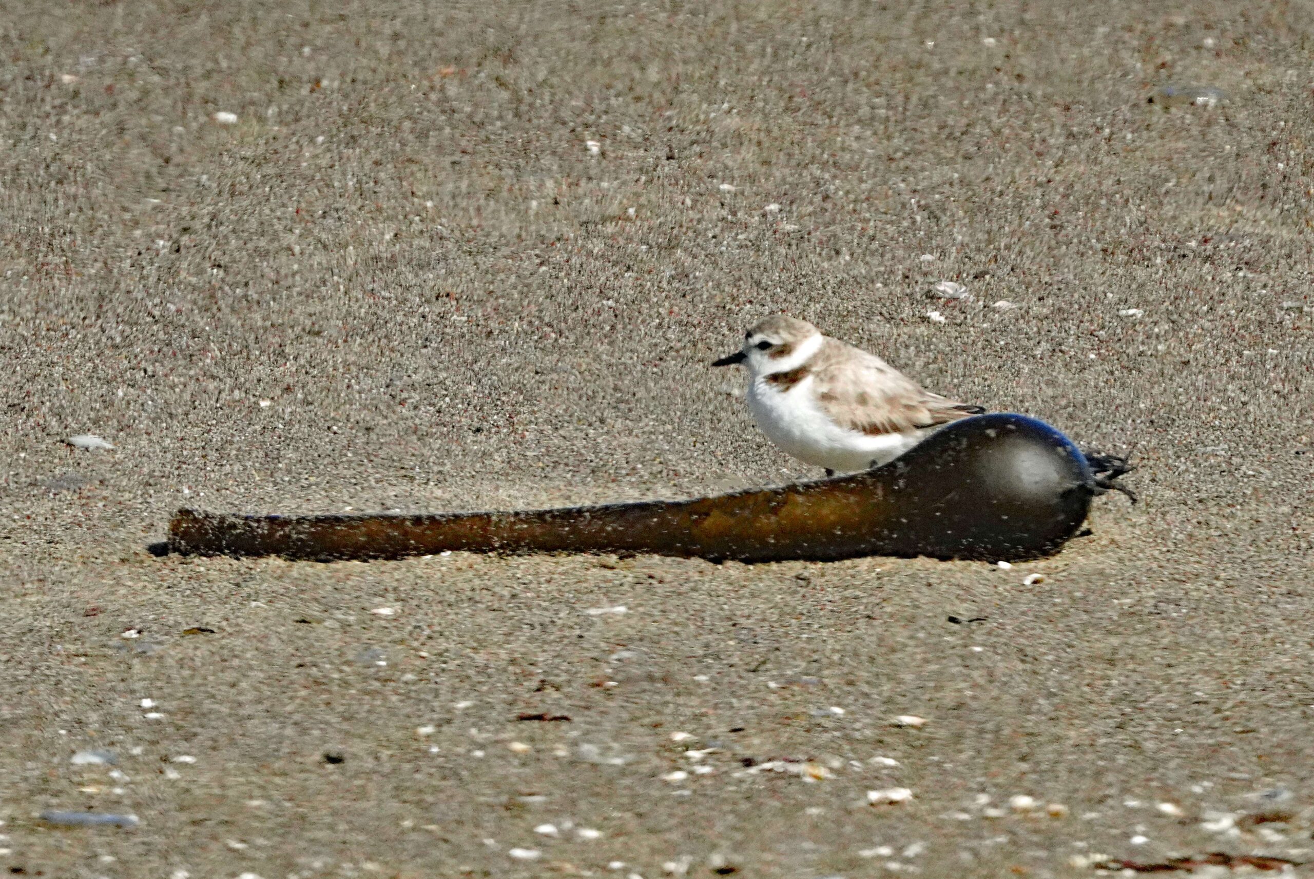 Snowy Plover