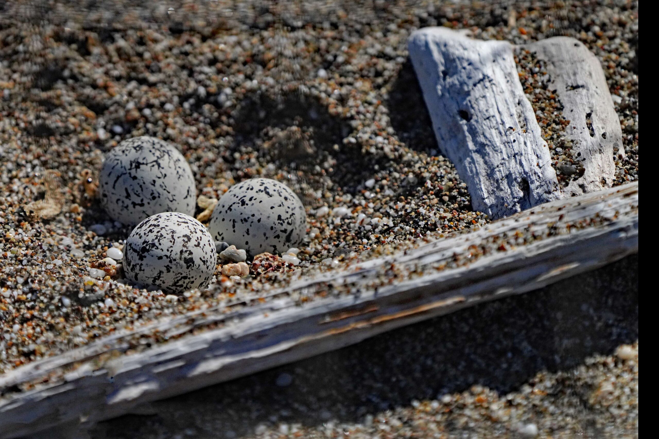 Snowy Plover Nest and Eggs