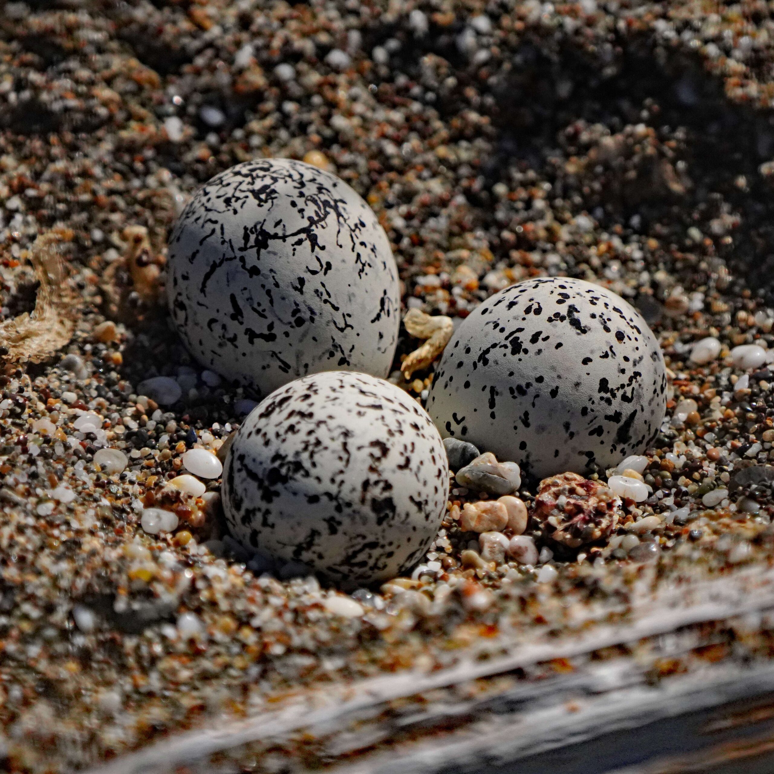 Snowy Plover Nest and Eggs