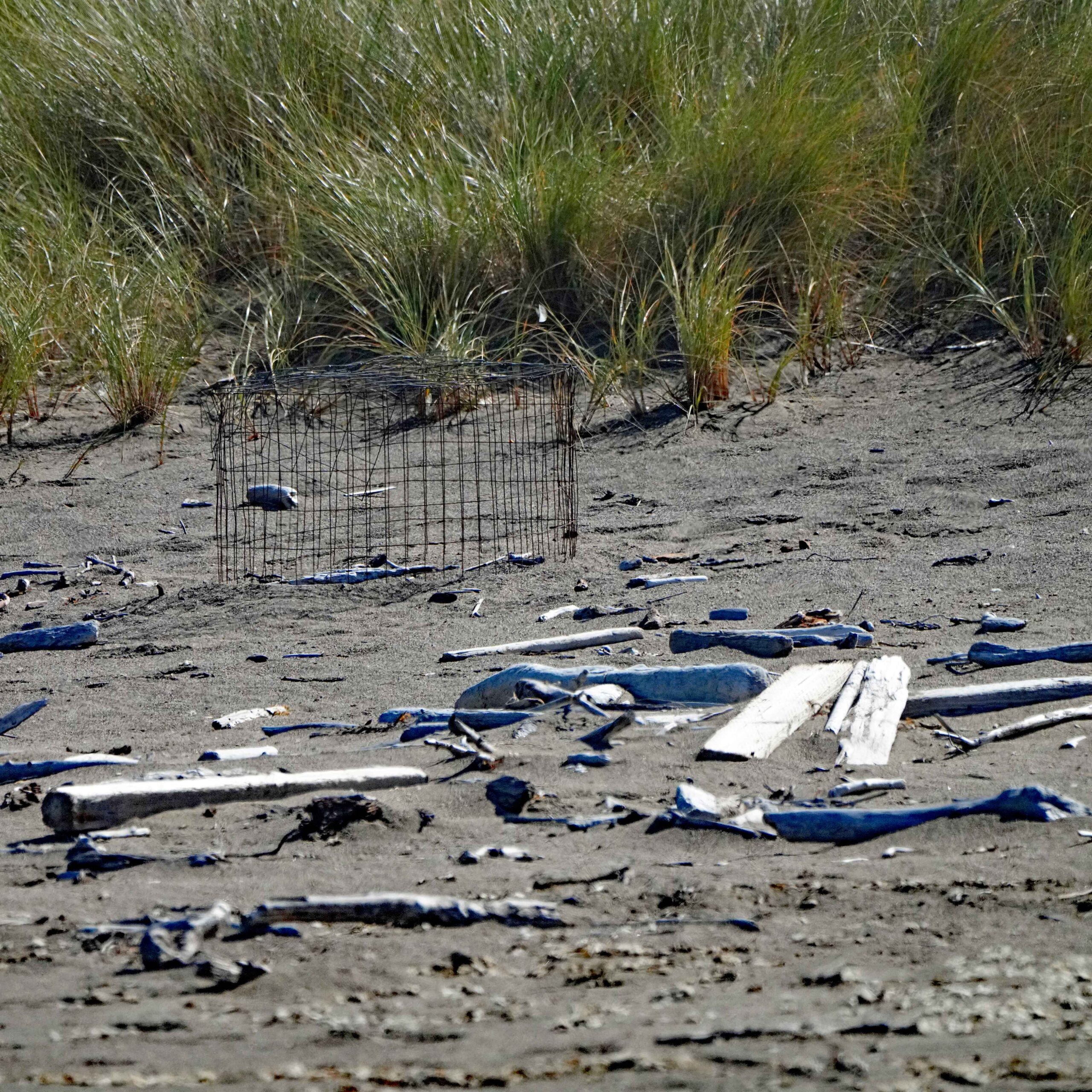 Snowy Plover Nest Protection