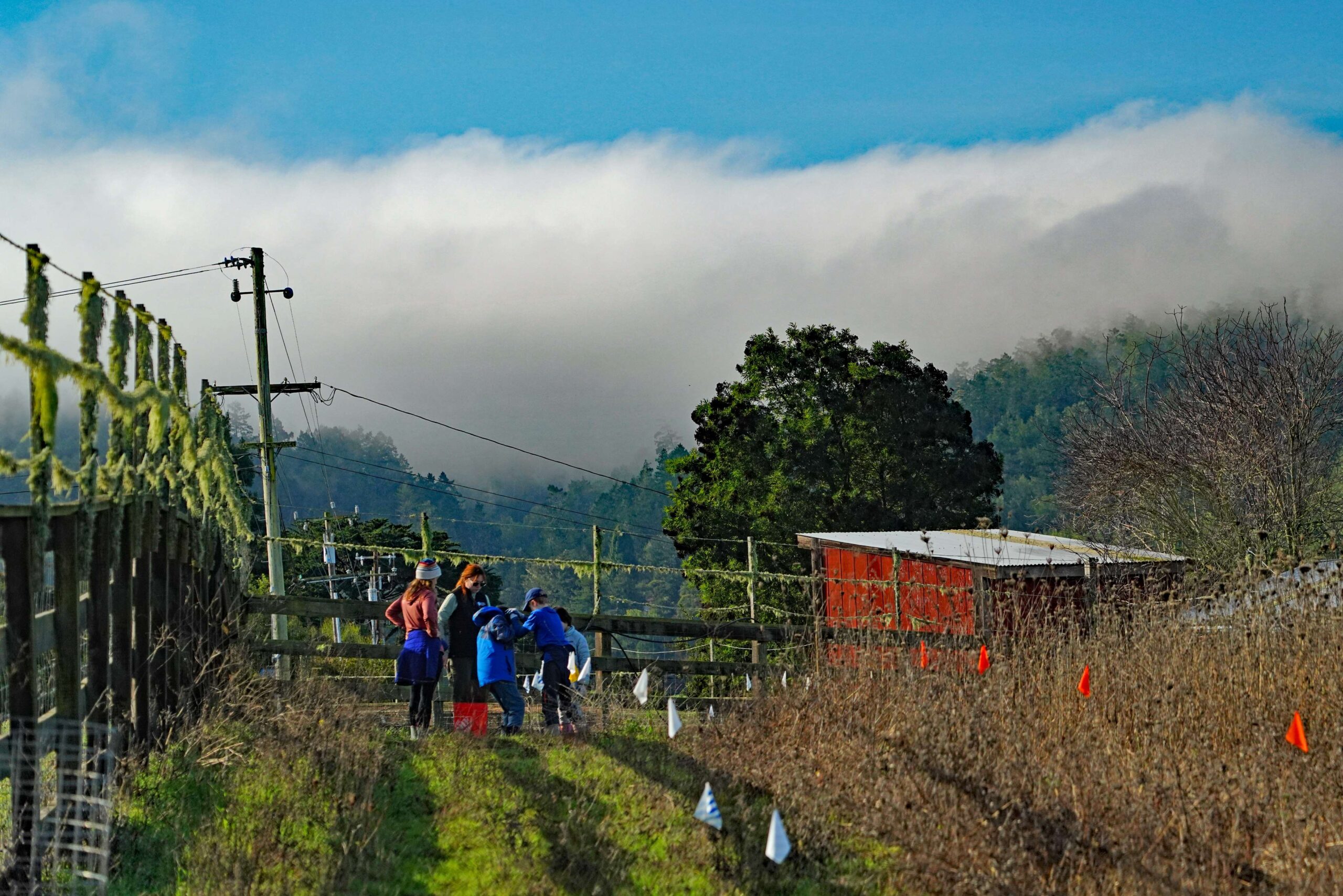 Tree Planting Volunteers