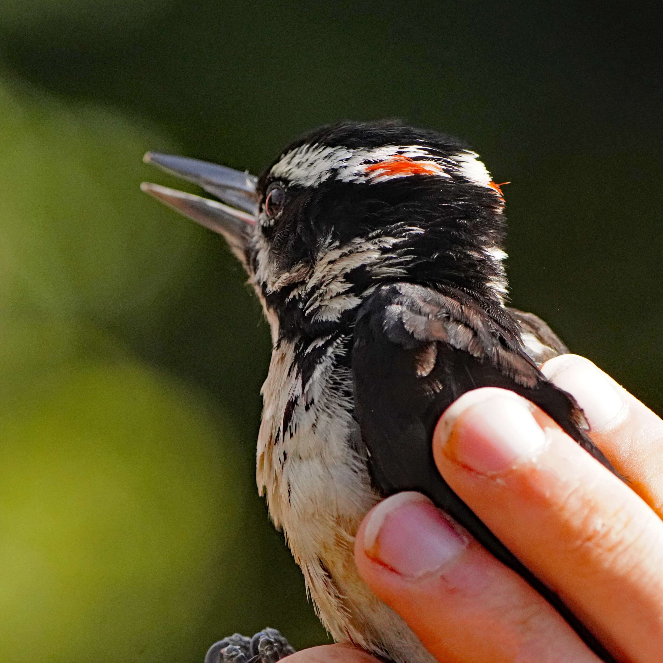 Hairy Woodpecker