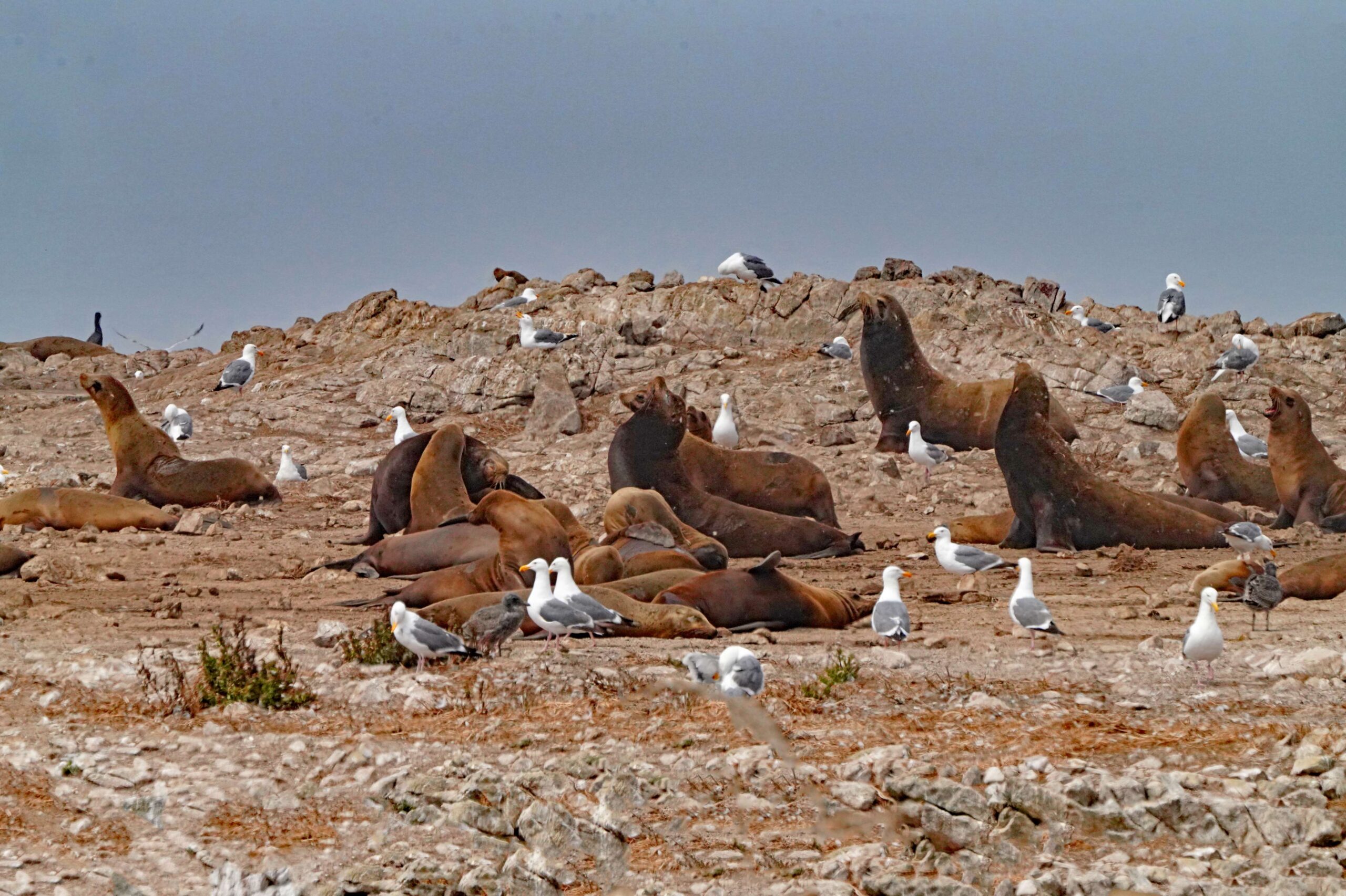 Farallones - Sea Lions and Western Gulls