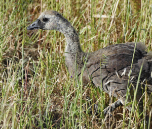 Adult Canada Geese