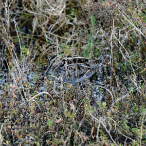  elusive Wilson’s Snipe