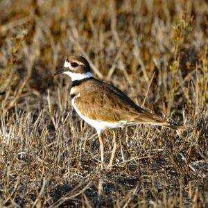 Killdeer 