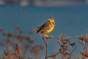 Meadowlark