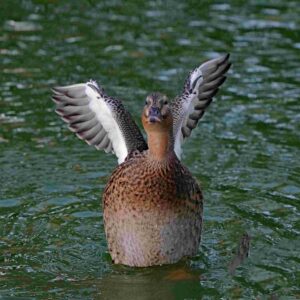 female mallard