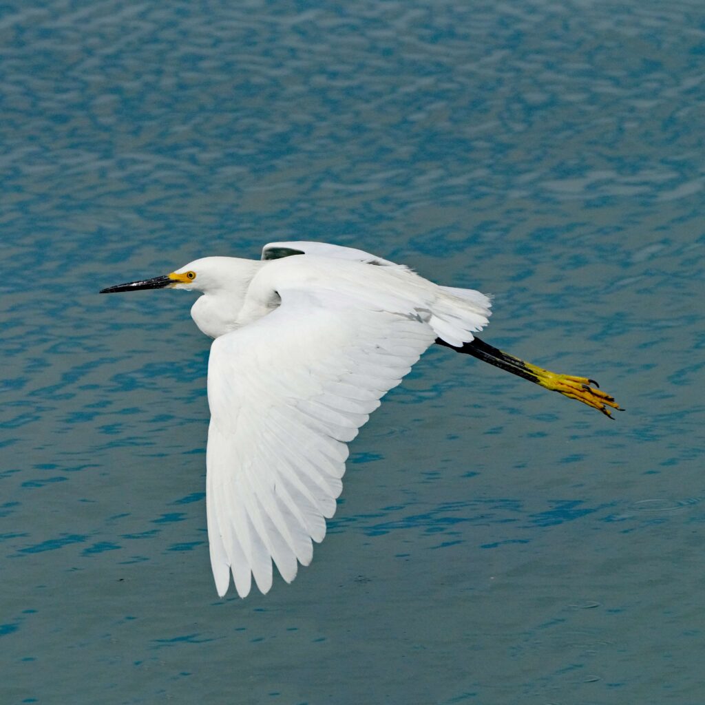 birdsofthebayarea7