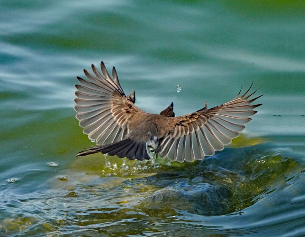 birdsofthebayarea8