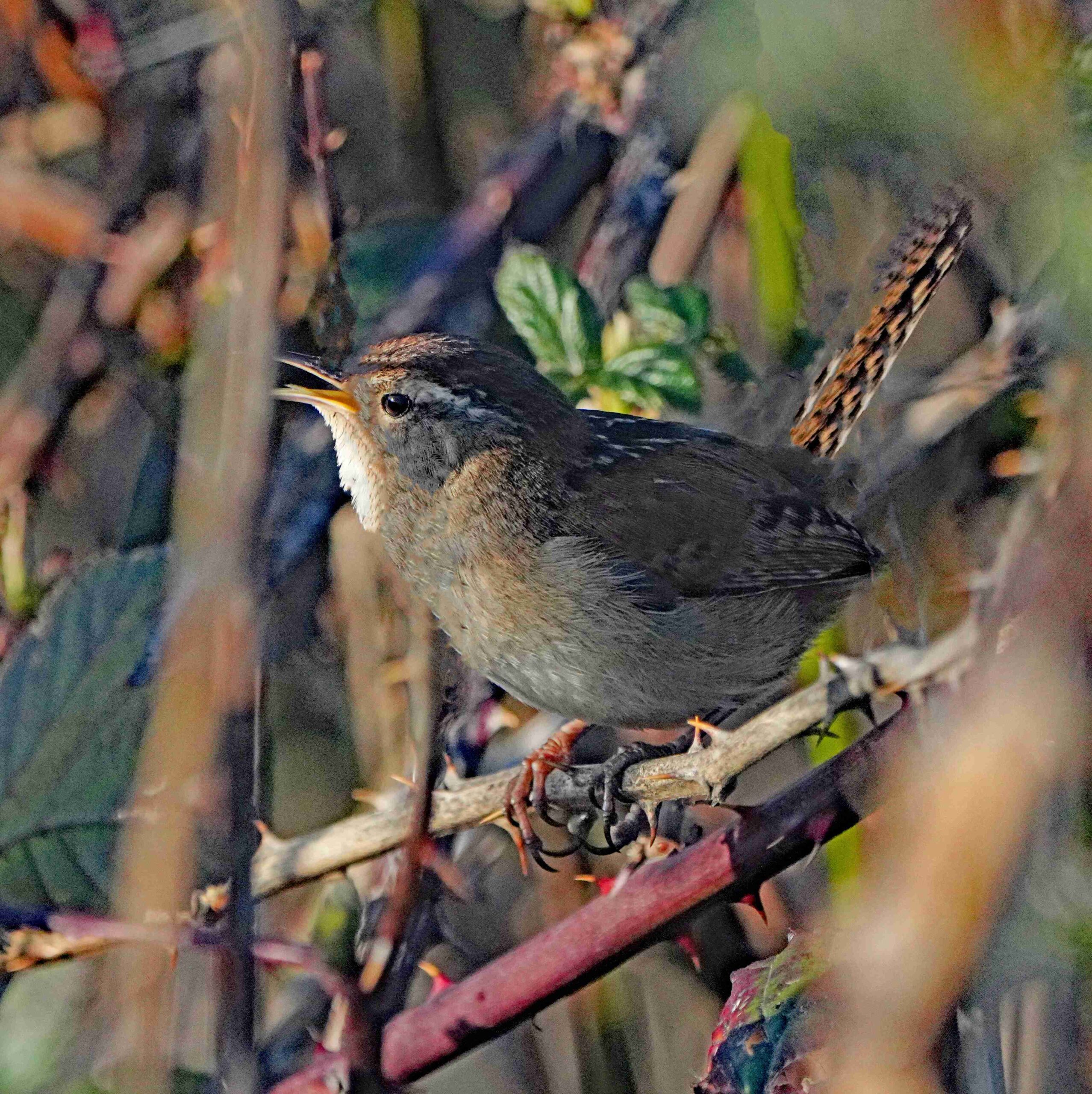 Marsh Wren