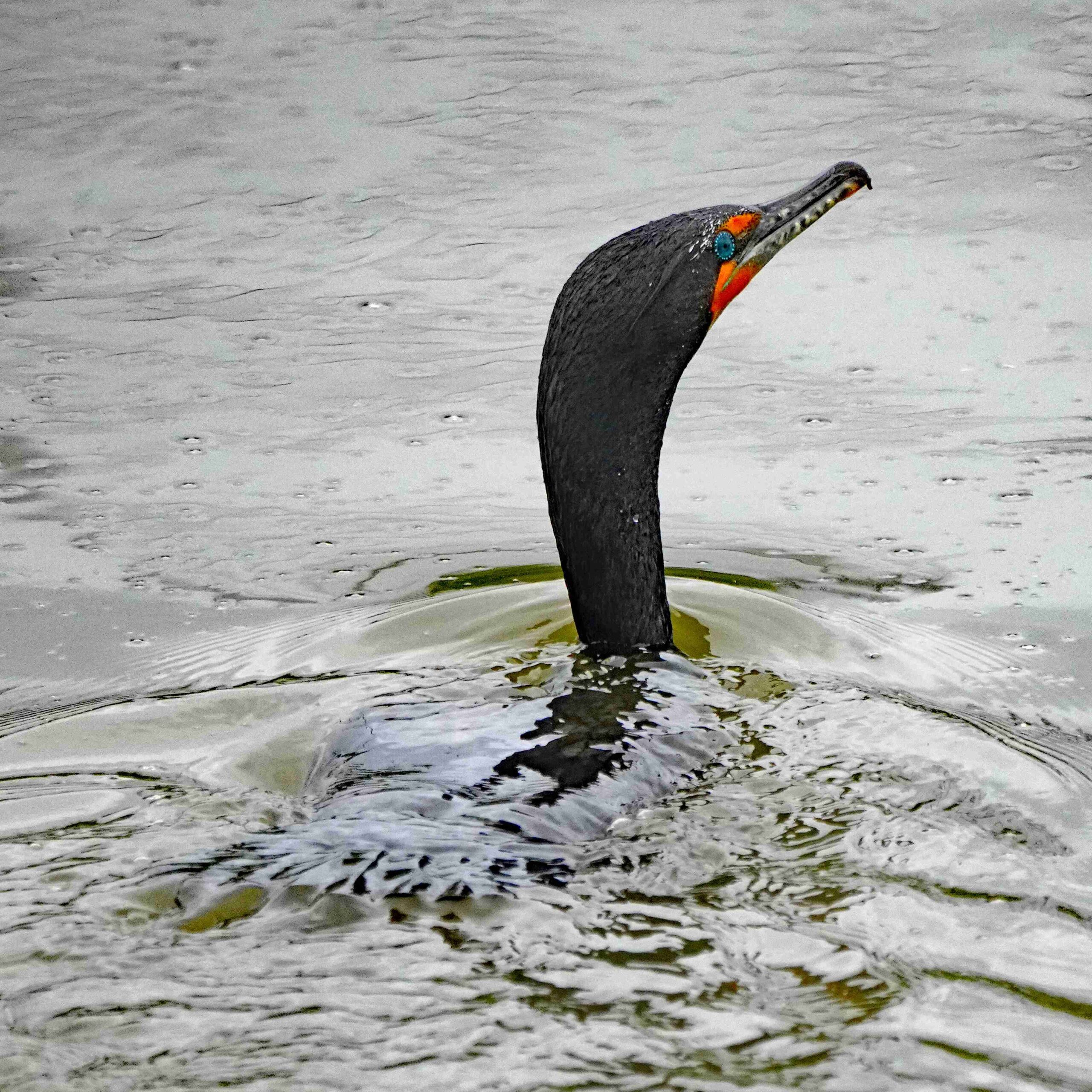 Double-crested Cormorant