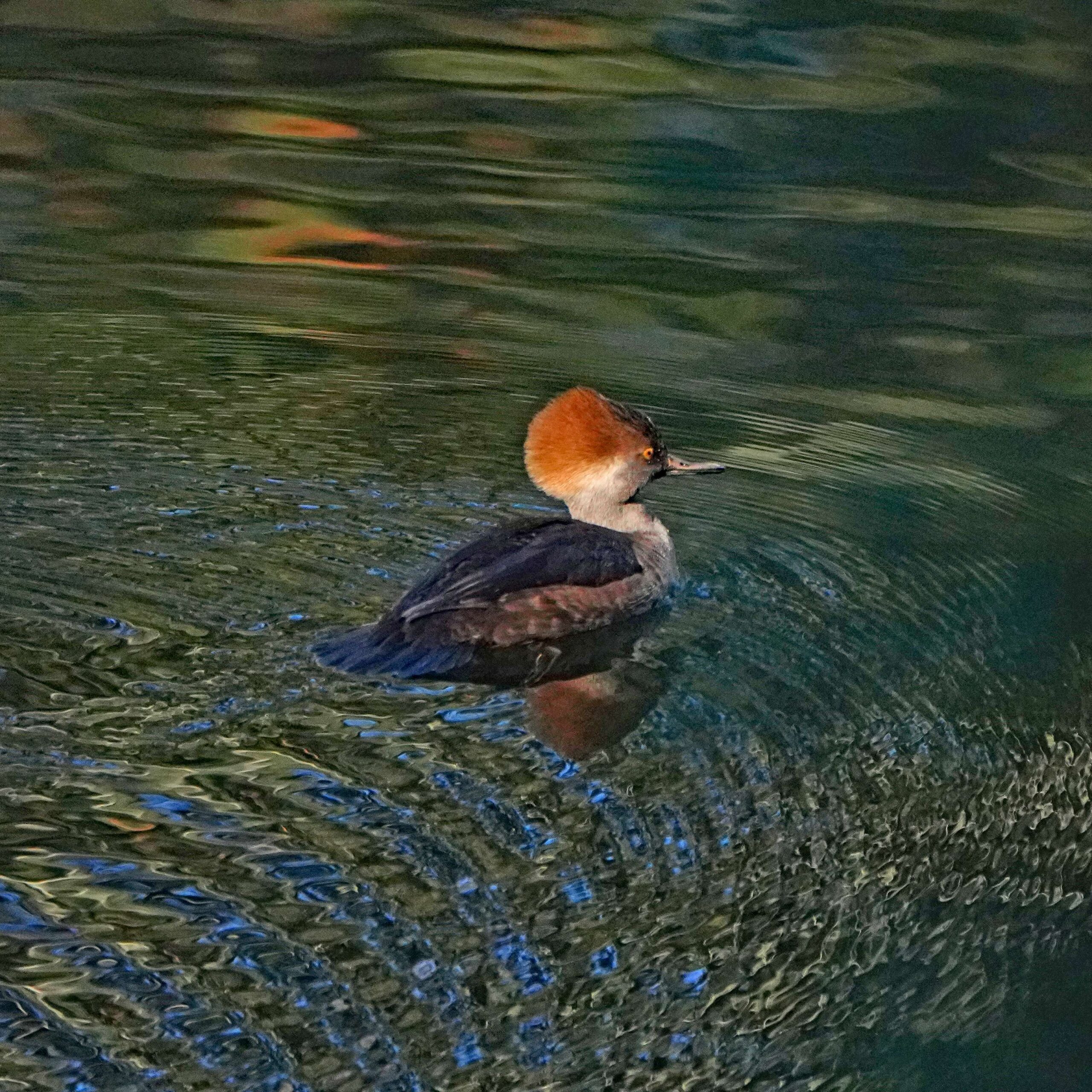 Hooded Merganser