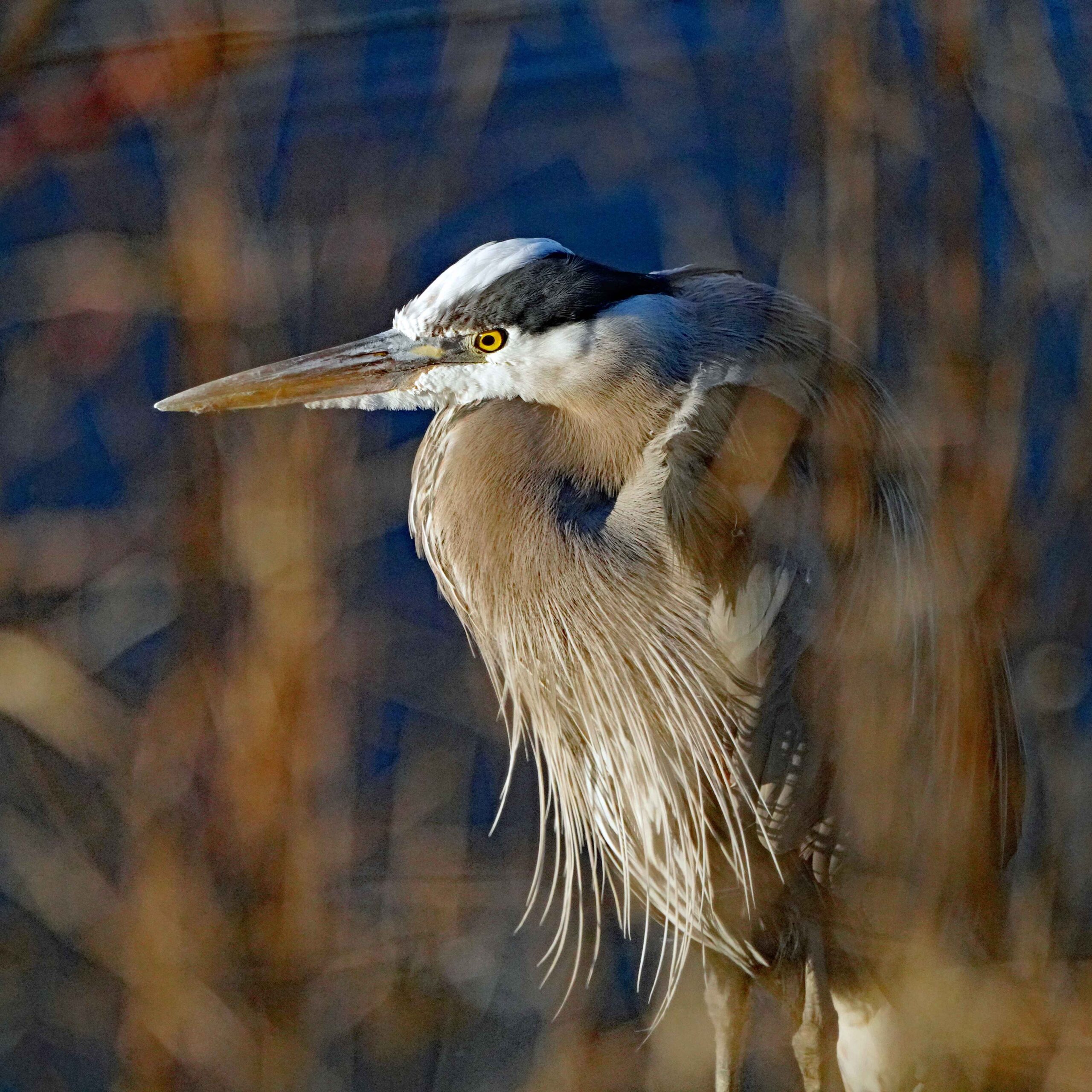 Great Blue Heron